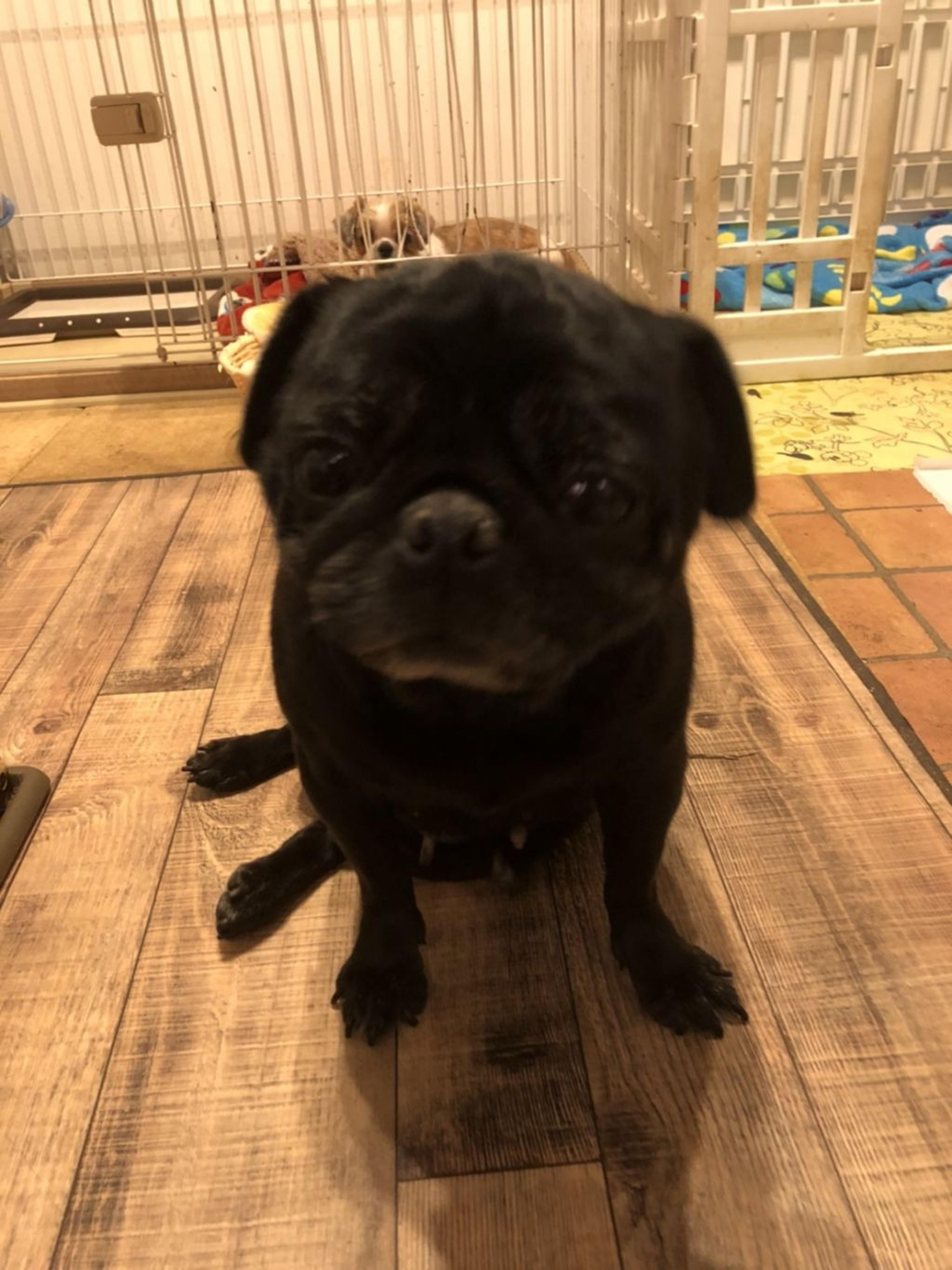 pet-image-2