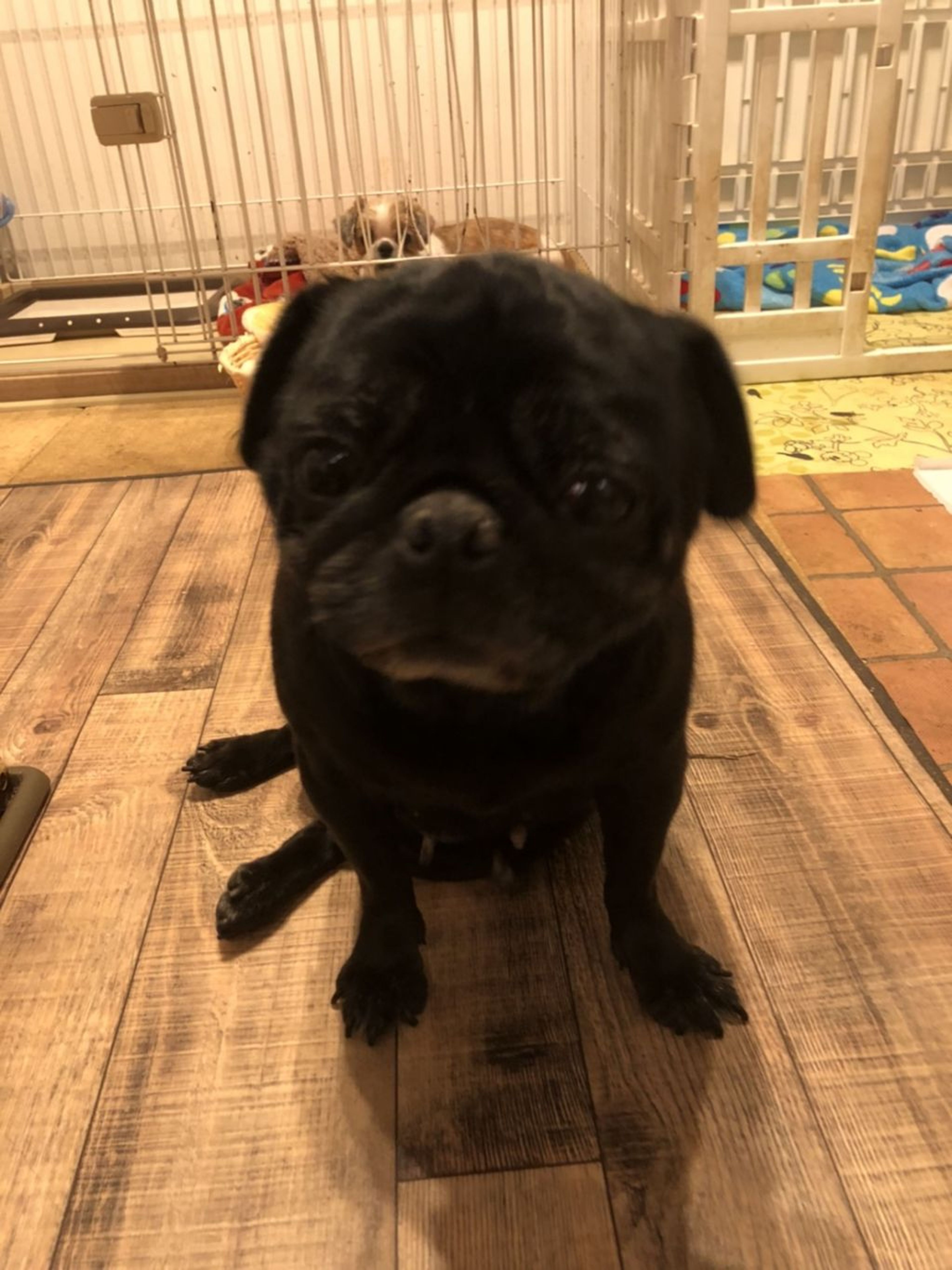 pet-image-2