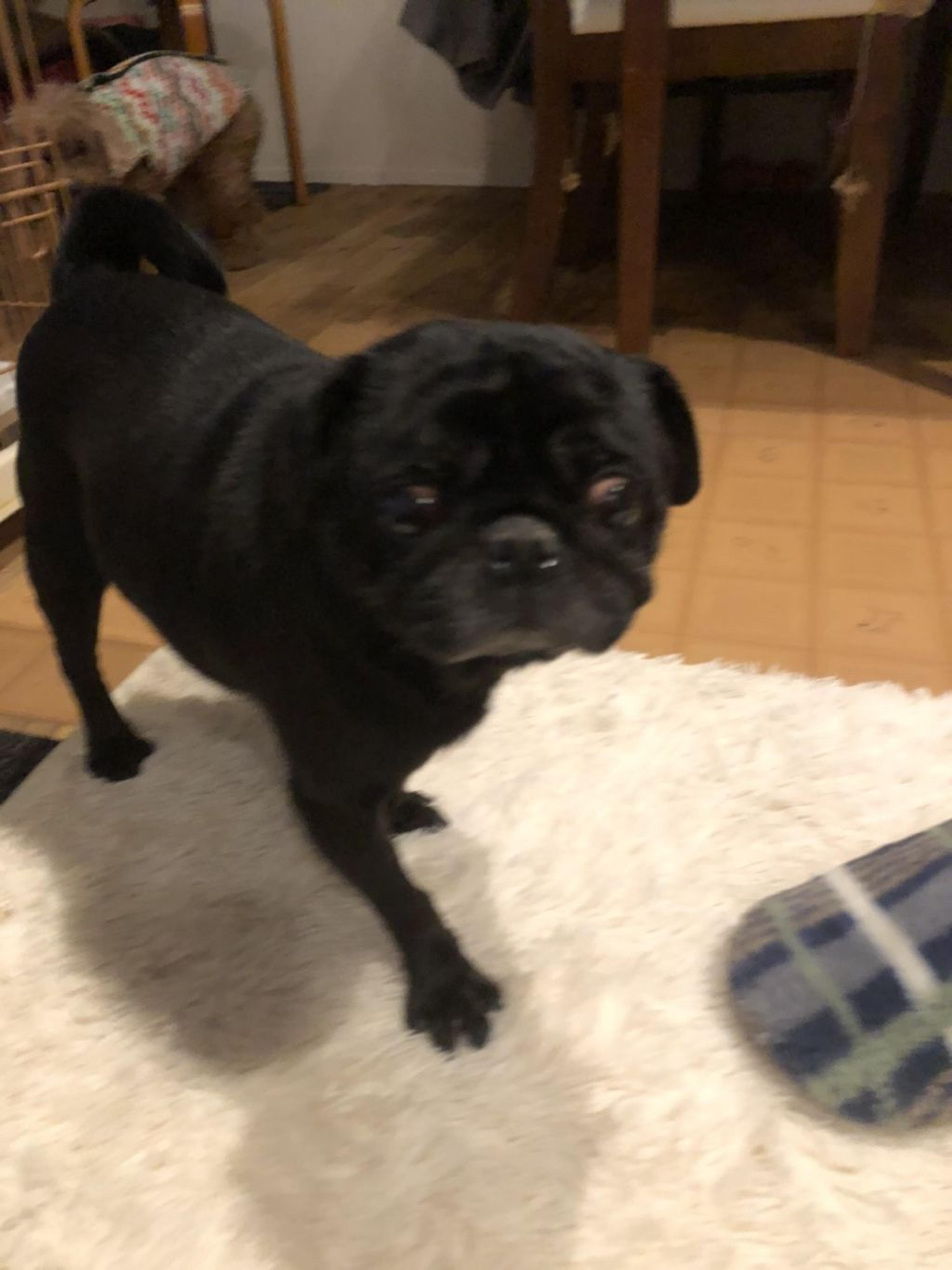 pet-image-3