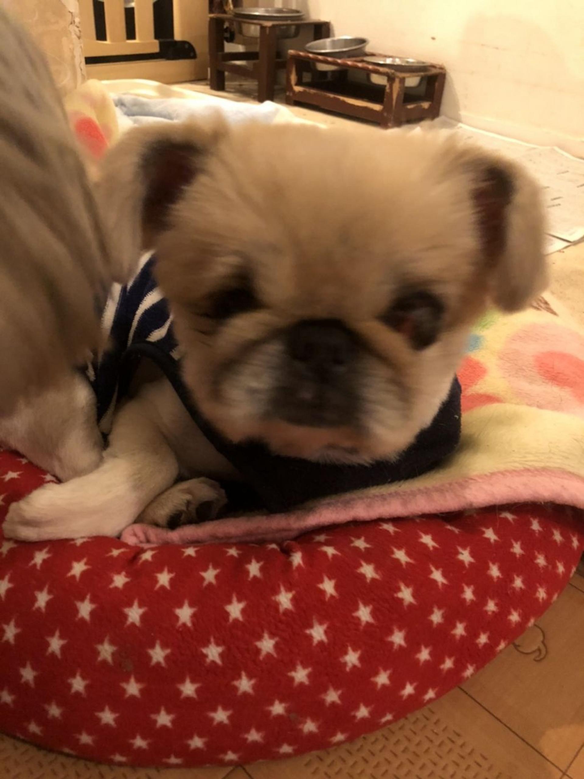 pet-image-2