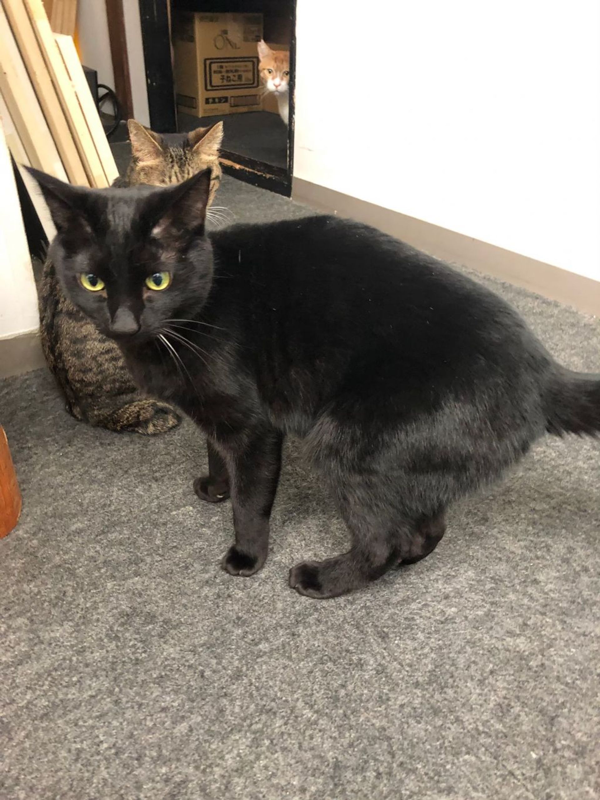 雑種（ミックス猫）・オスの里親募集の写真
