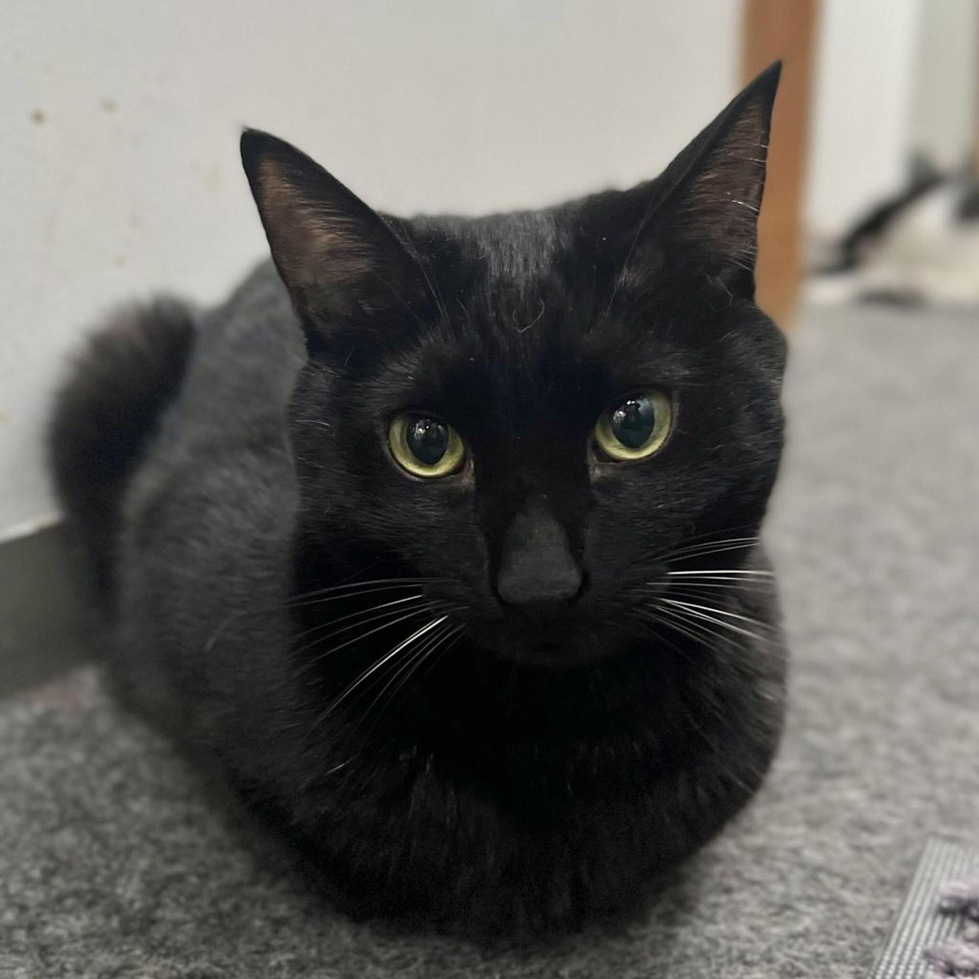 pet-image-9