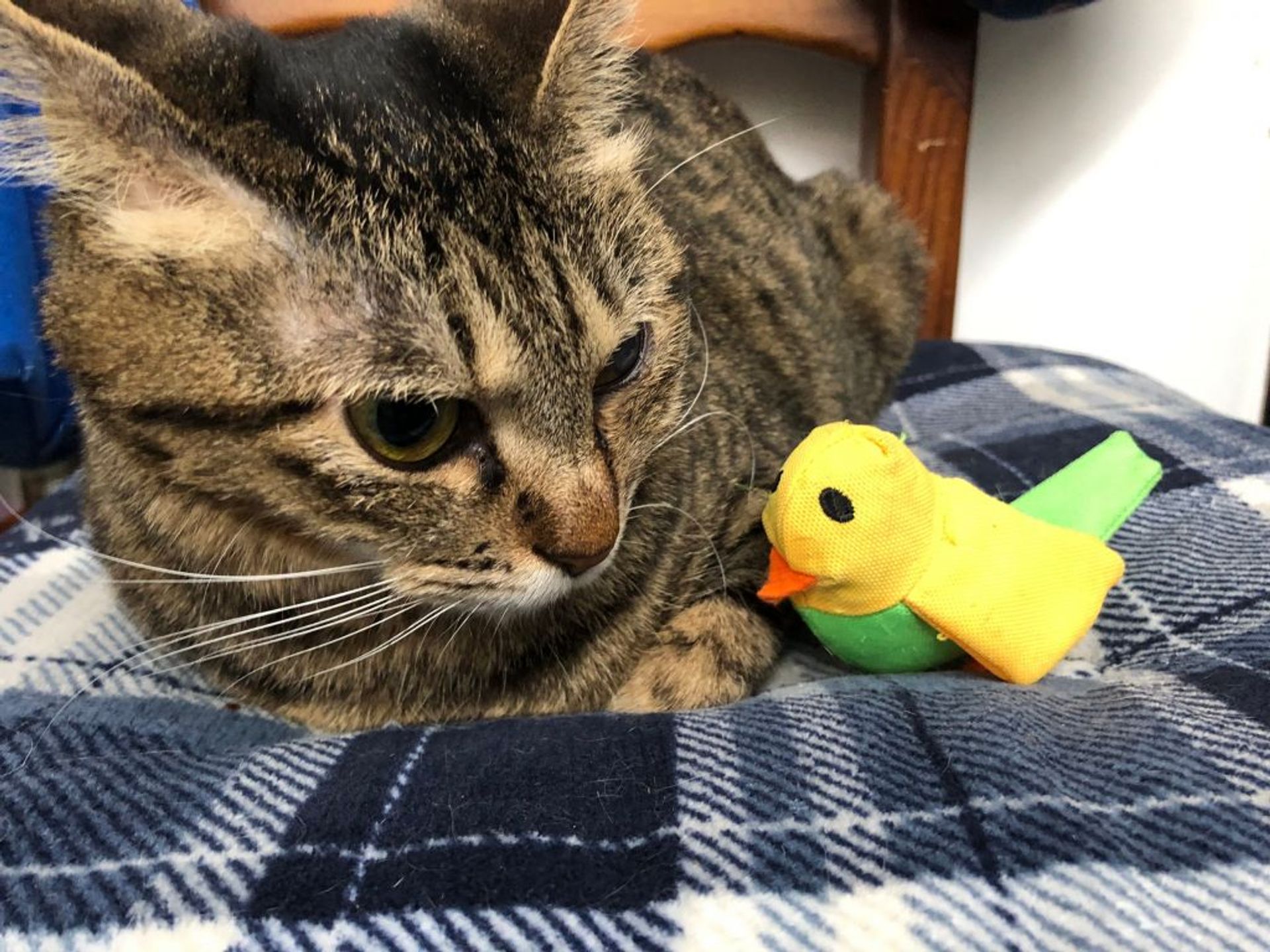 雑種（ミックス猫）・メスの里親募集の写真