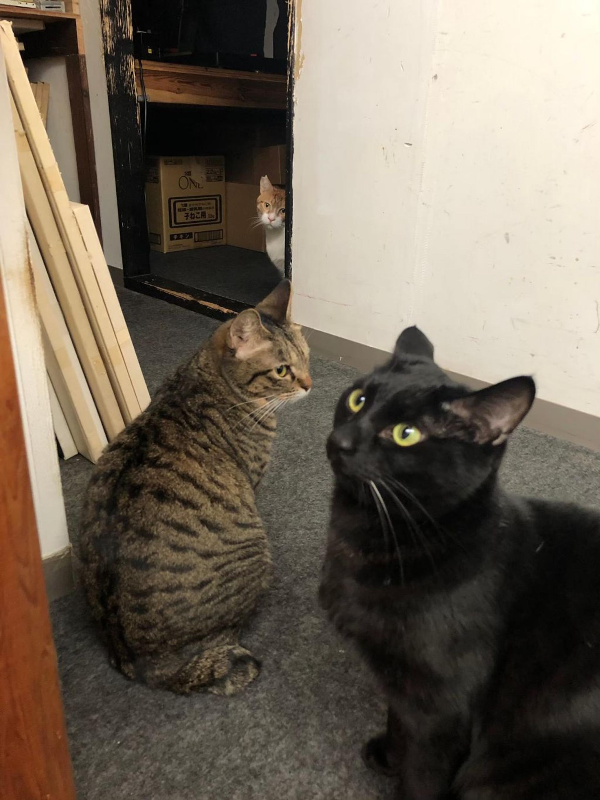 pet-image-3