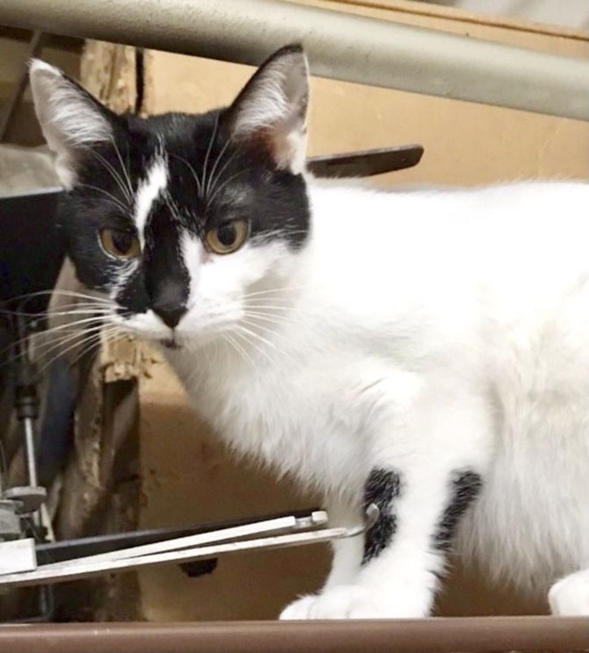 雑種（ミックス猫）・メスの里親募集の写真