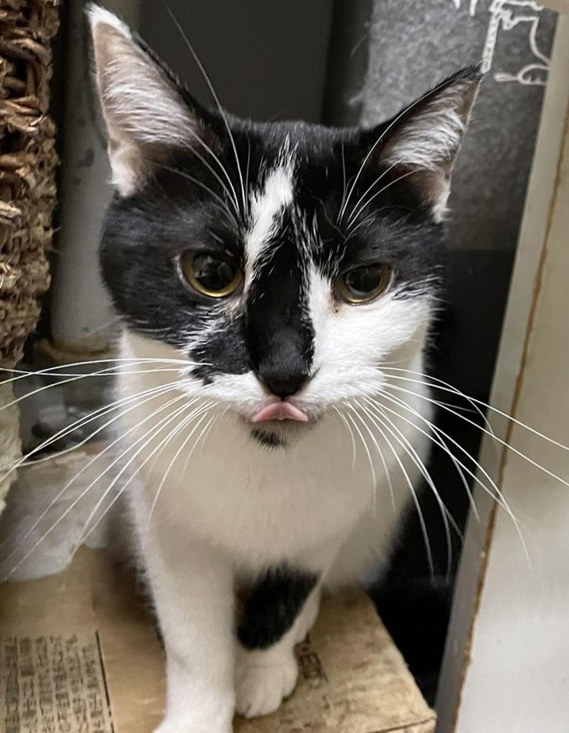 pet-image-2