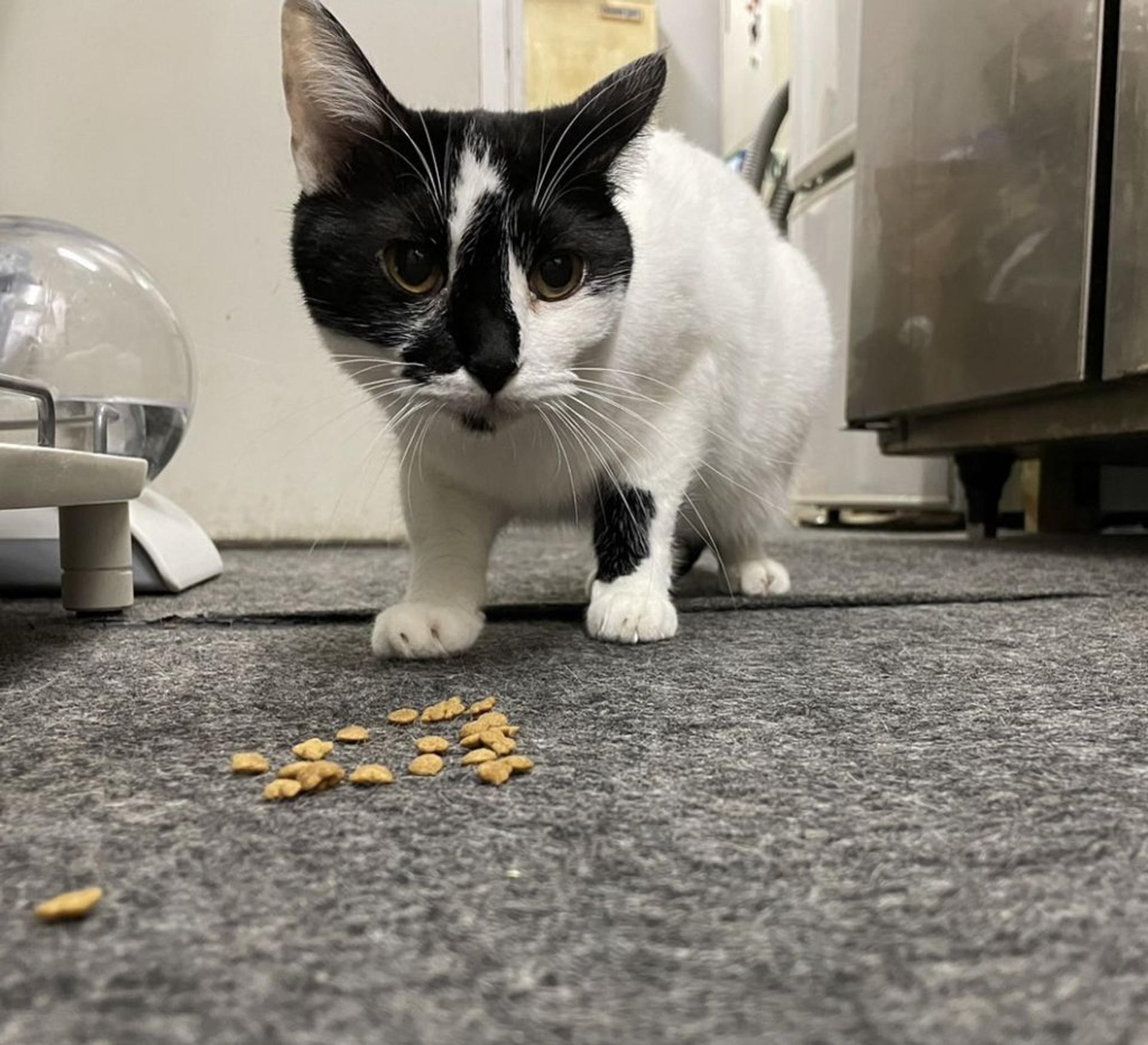 pet-image-6