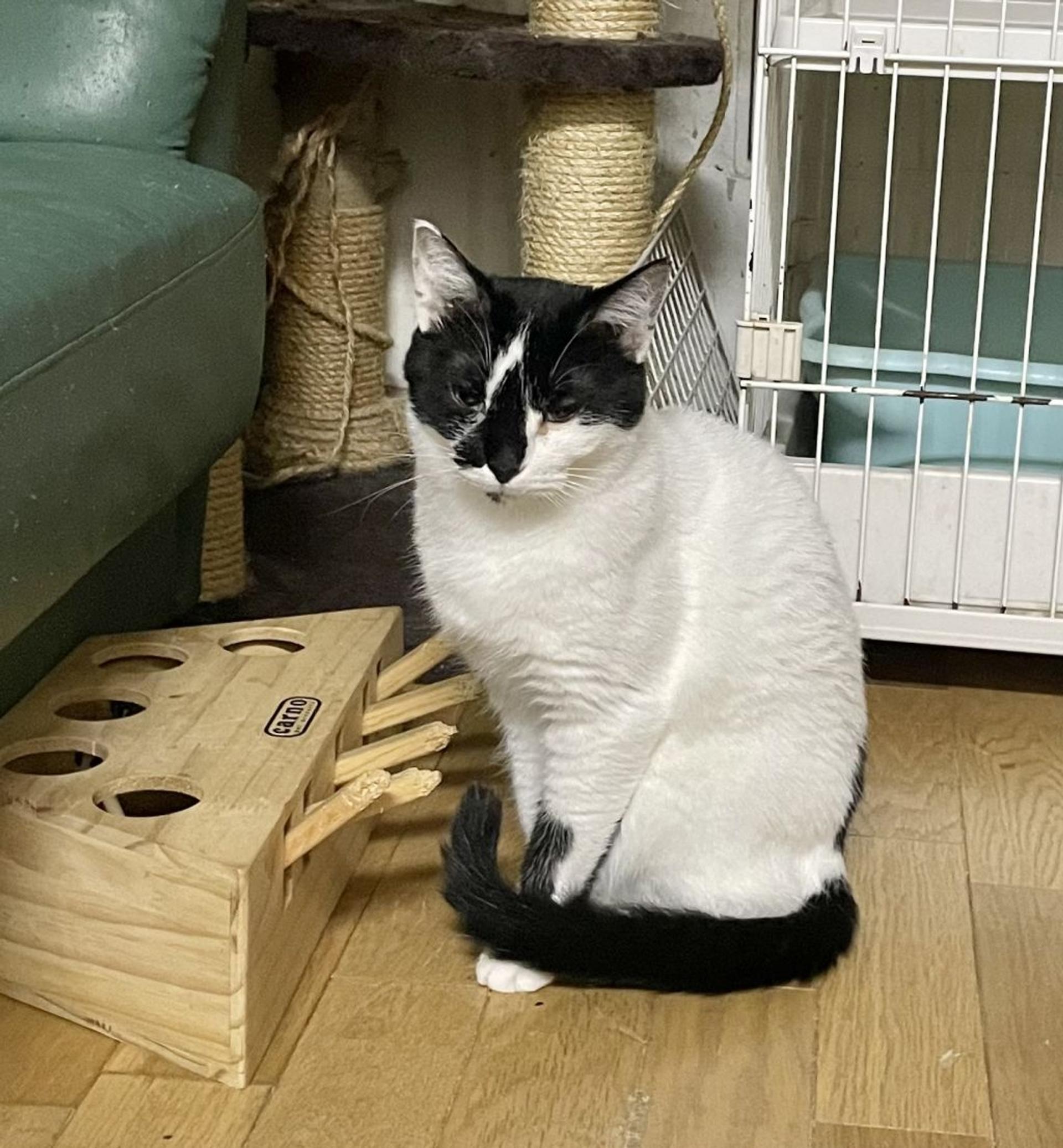 pet-image-9