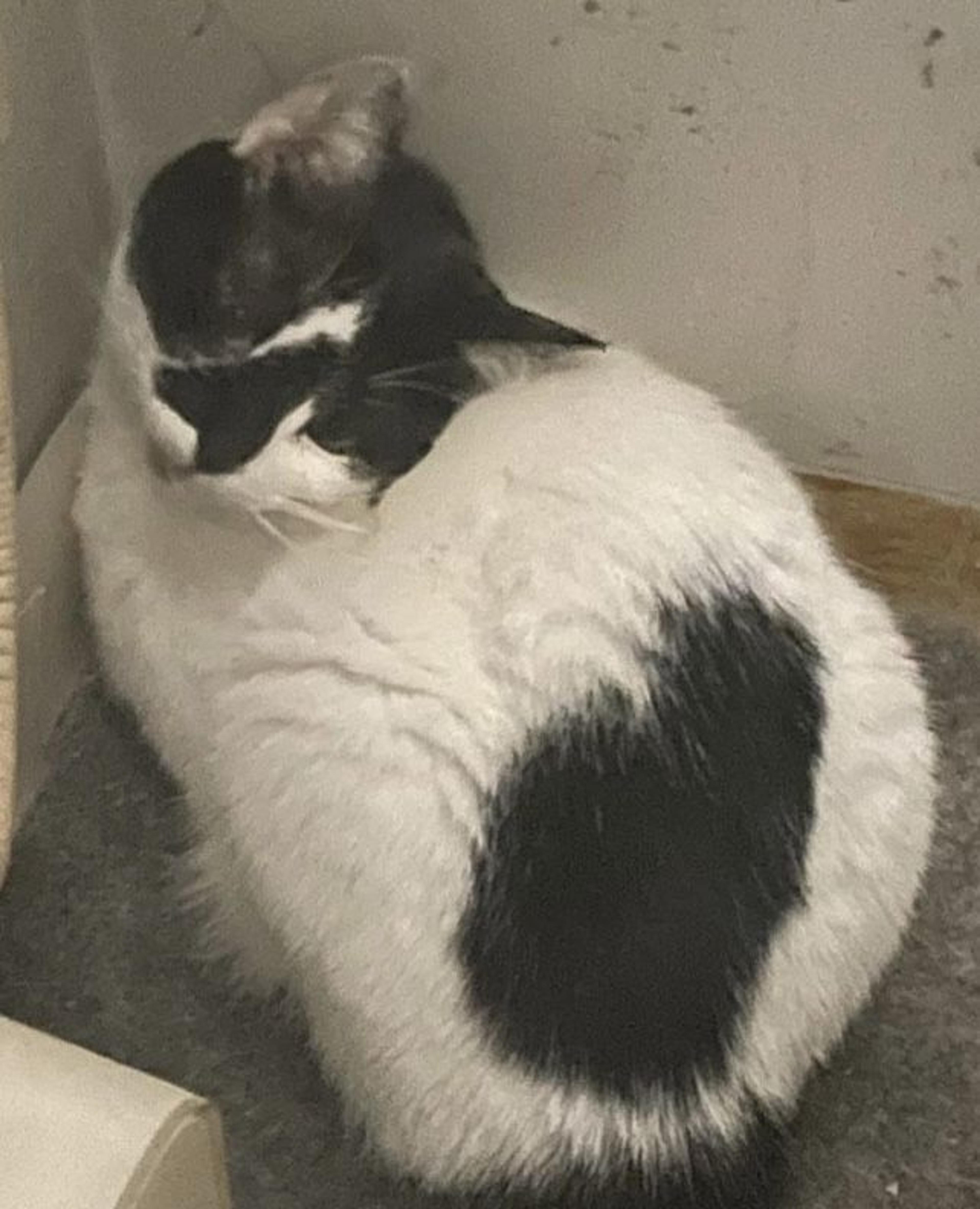 pet-image-3