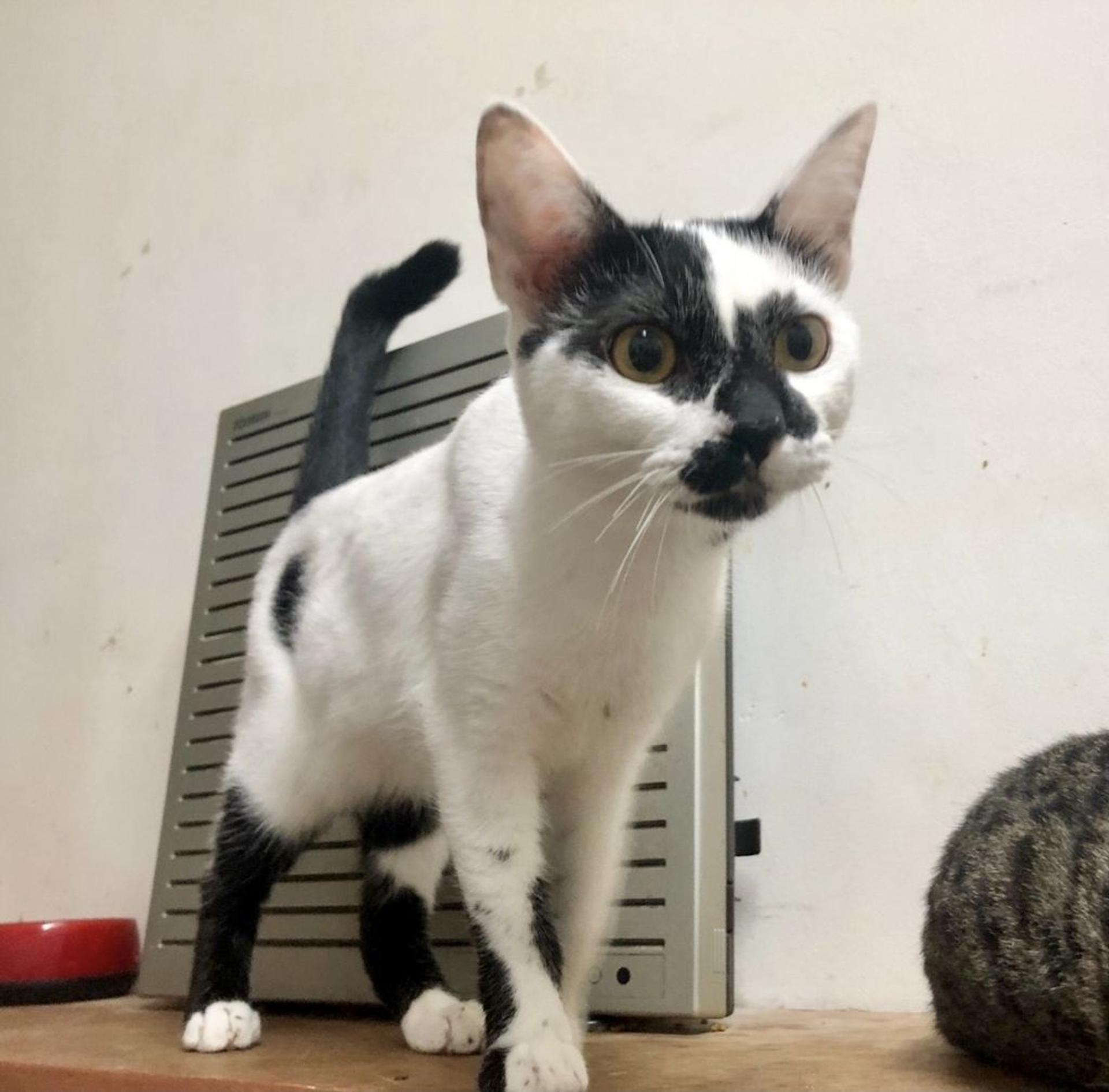 pet-image-5