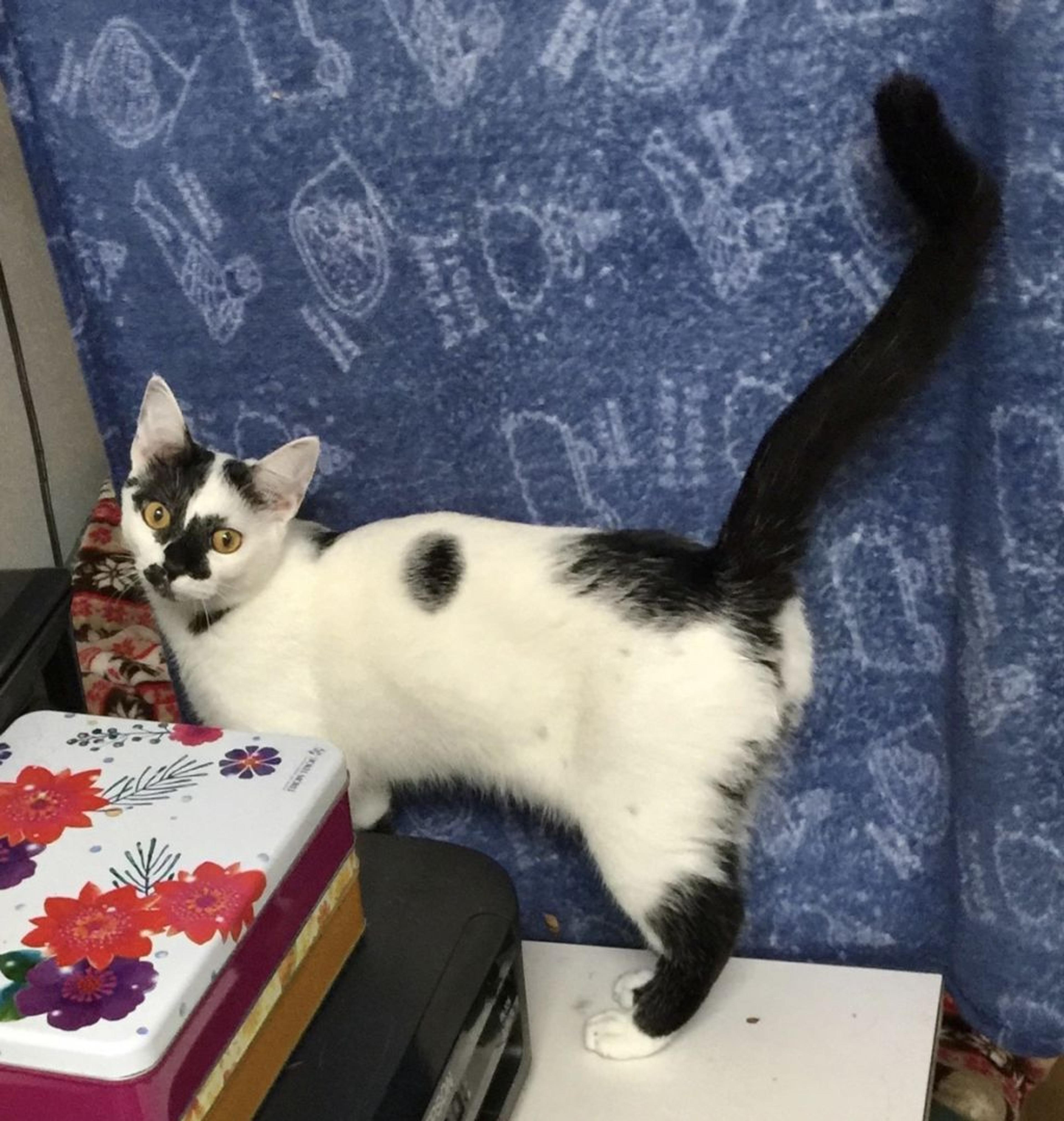 pet-image-10
