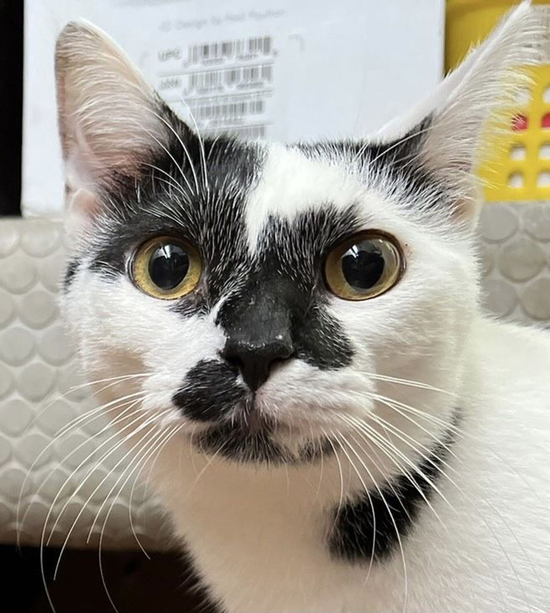 雑種（ミックス猫）・メスの里親募集の写真