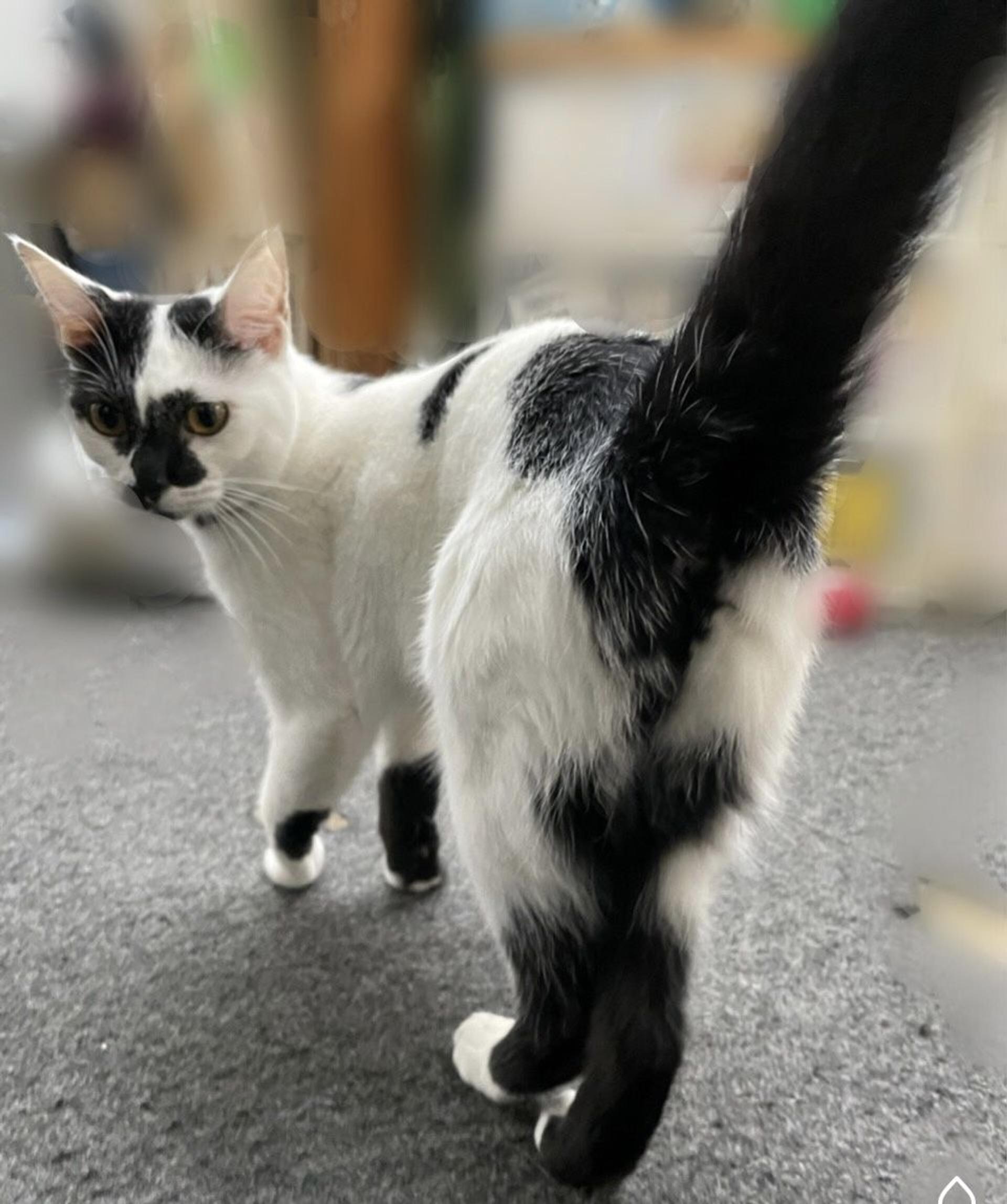 pet-image-6