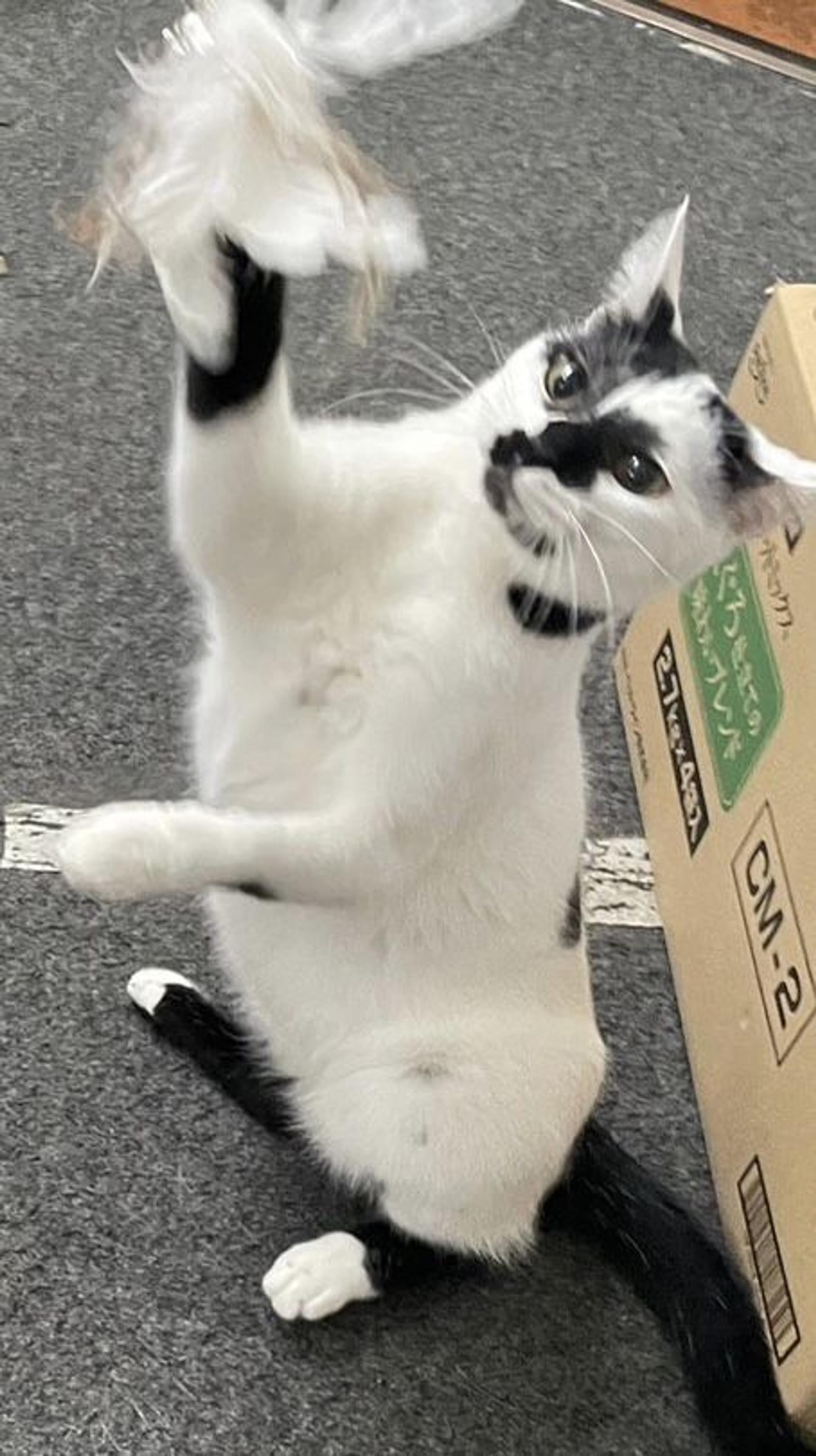 pet-image-7