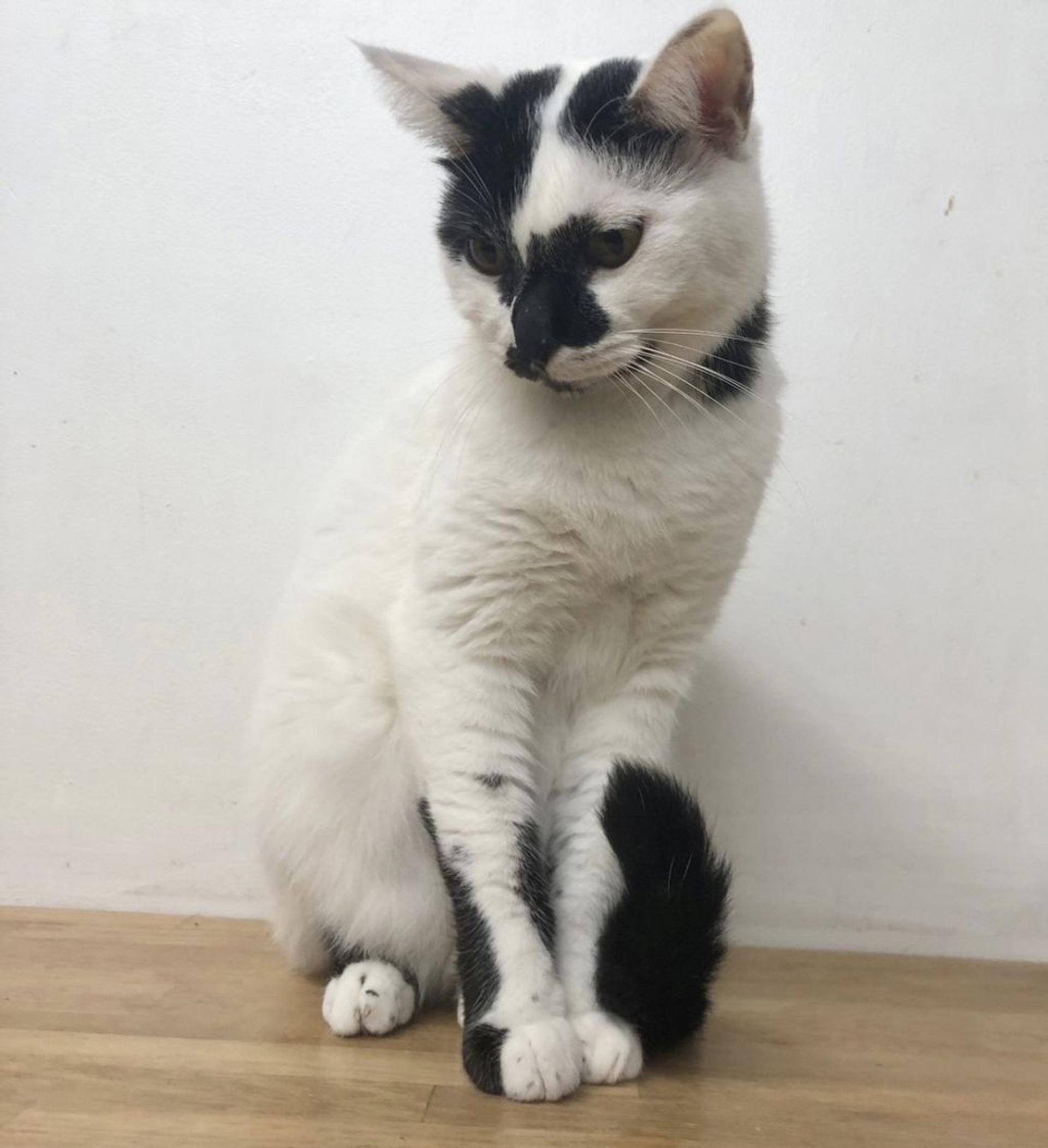 pet-image-8