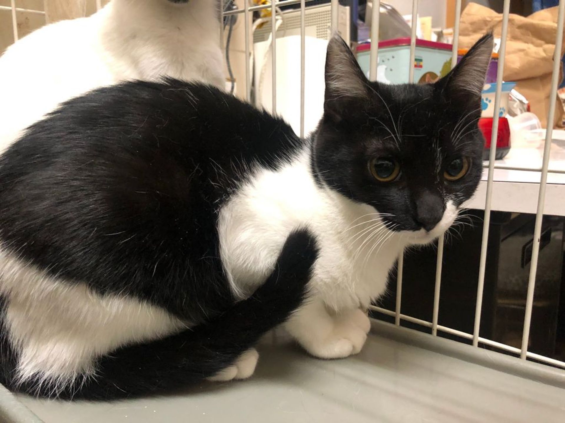 雑種（ミックス猫）・メスの里親募集の写真
