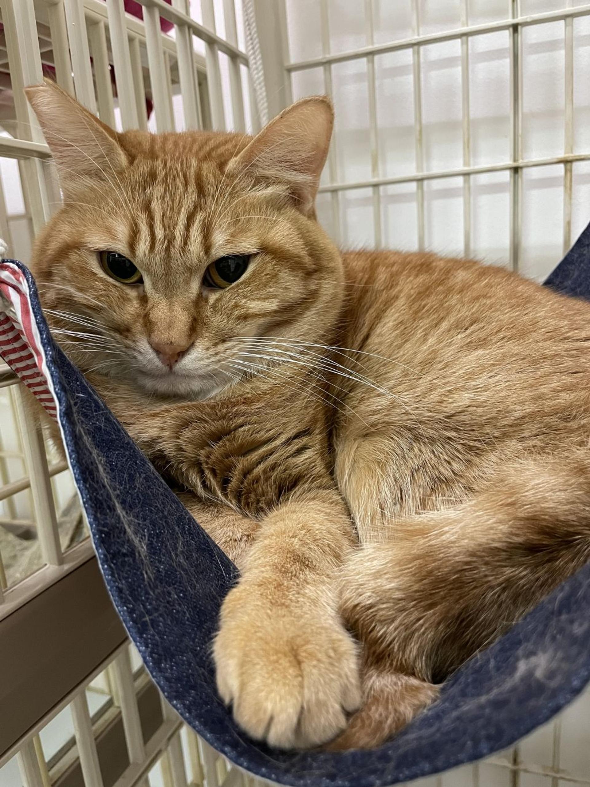 pet-image-9