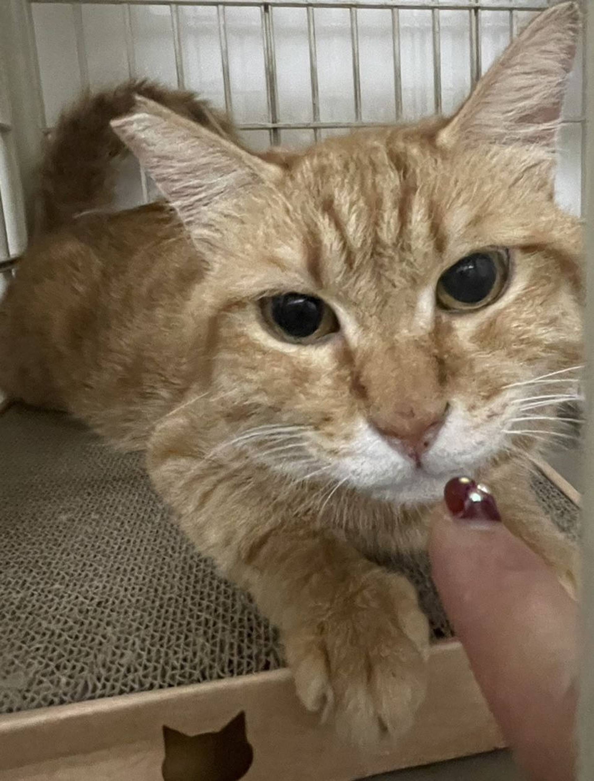 雑種（ミックス猫）・オスの里親募集の写真
