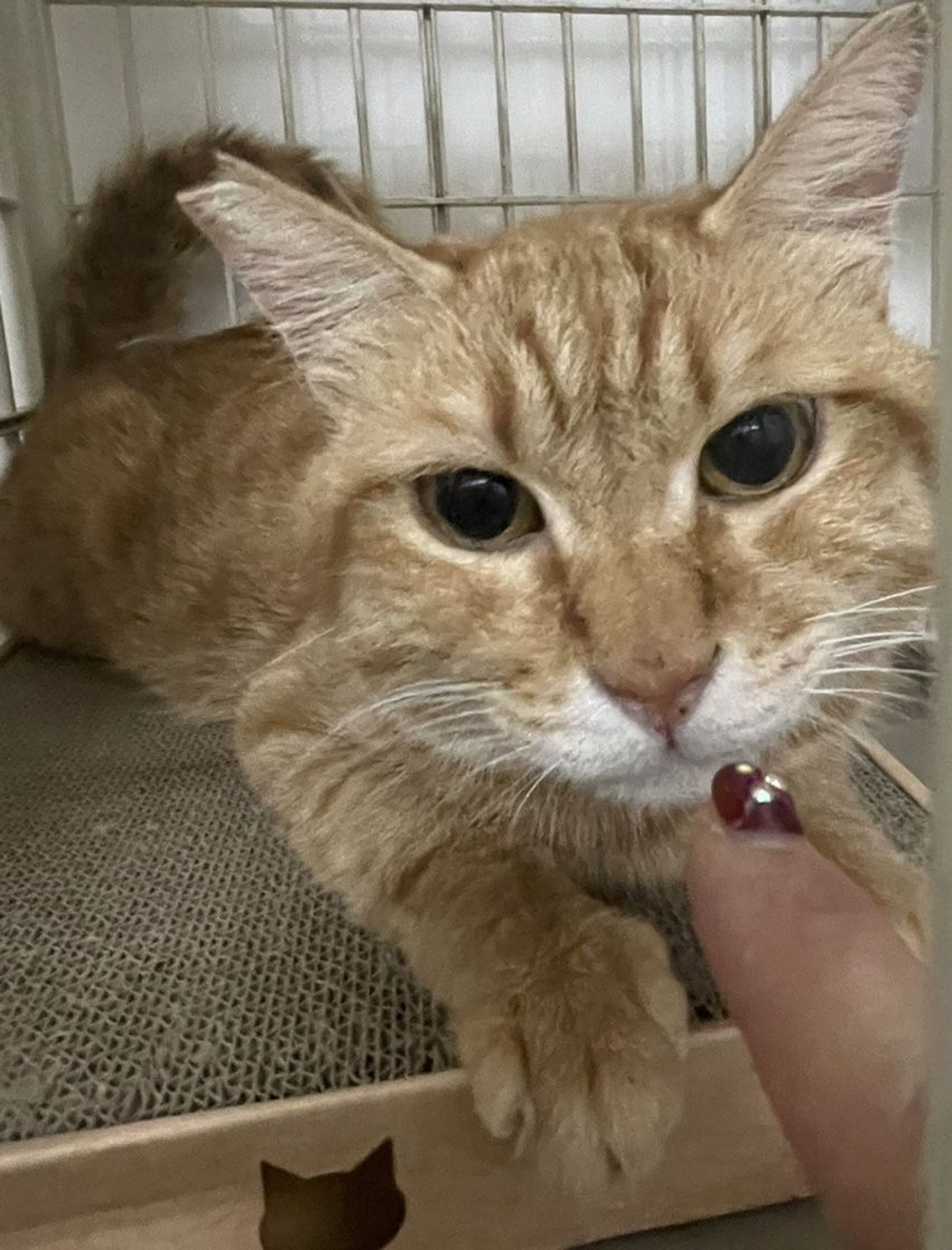 雑種（ミックス猫）・オスの里親募集の写真