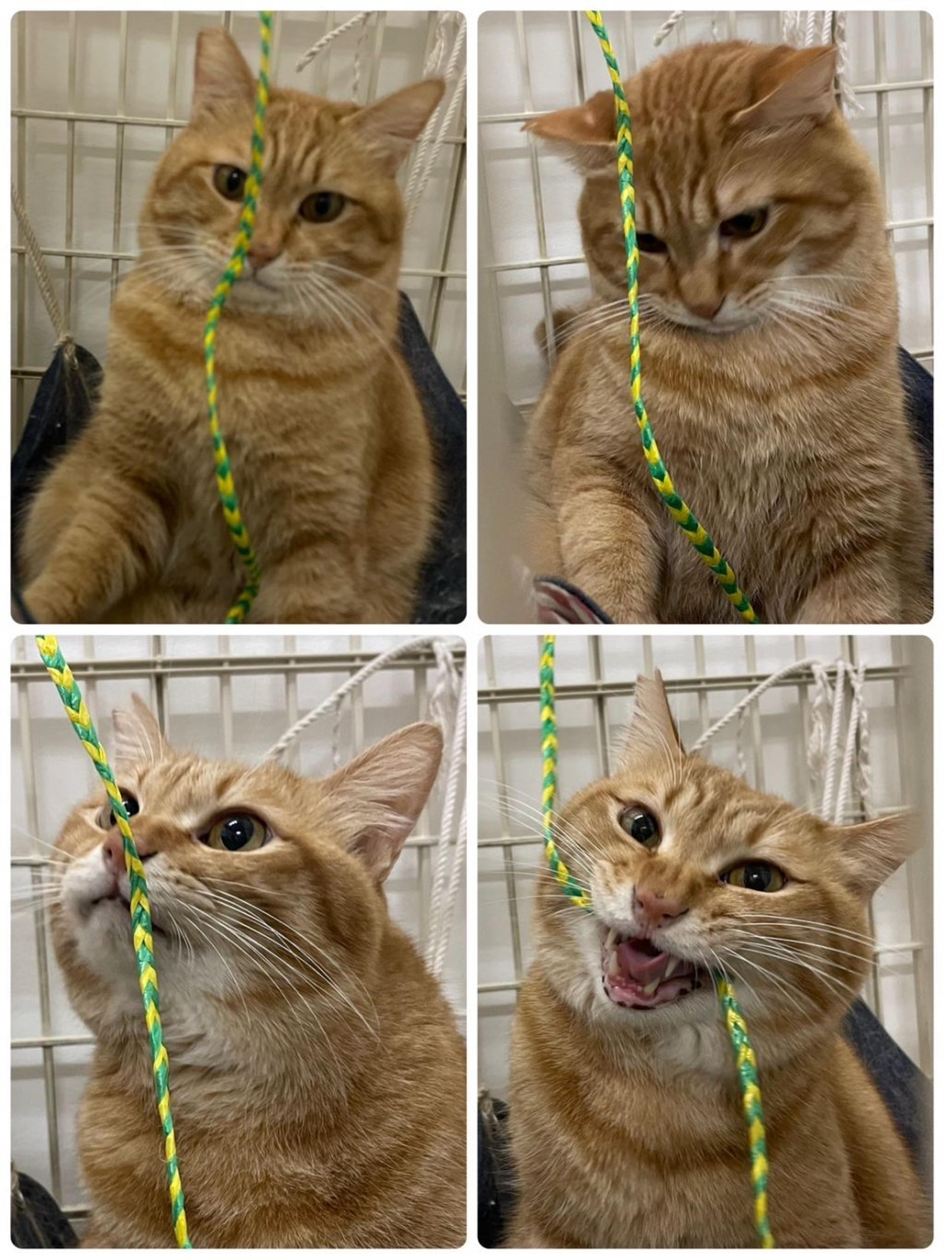 pet-image-3