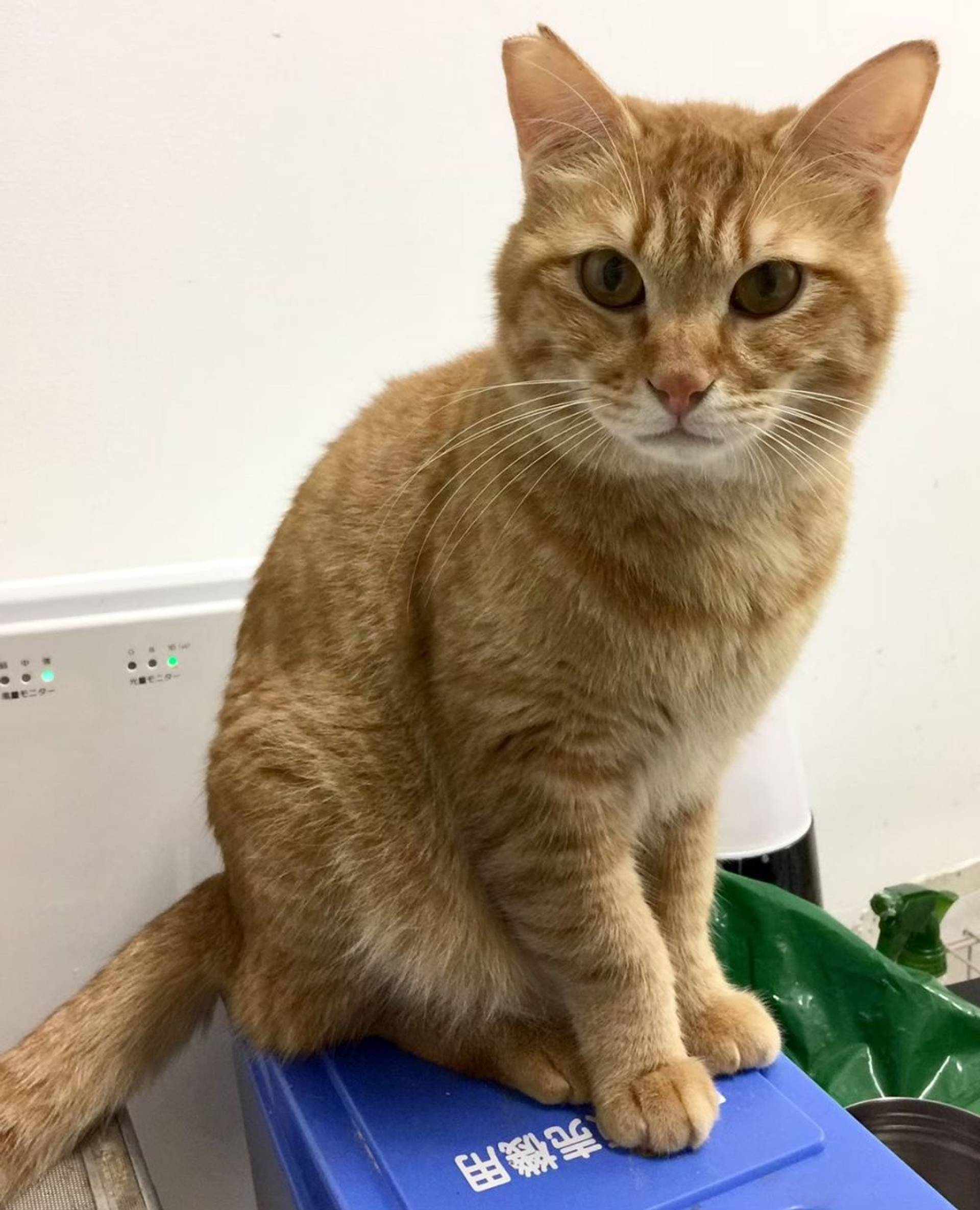 雑種（ミックス猫）・オスの里親募集の写真
