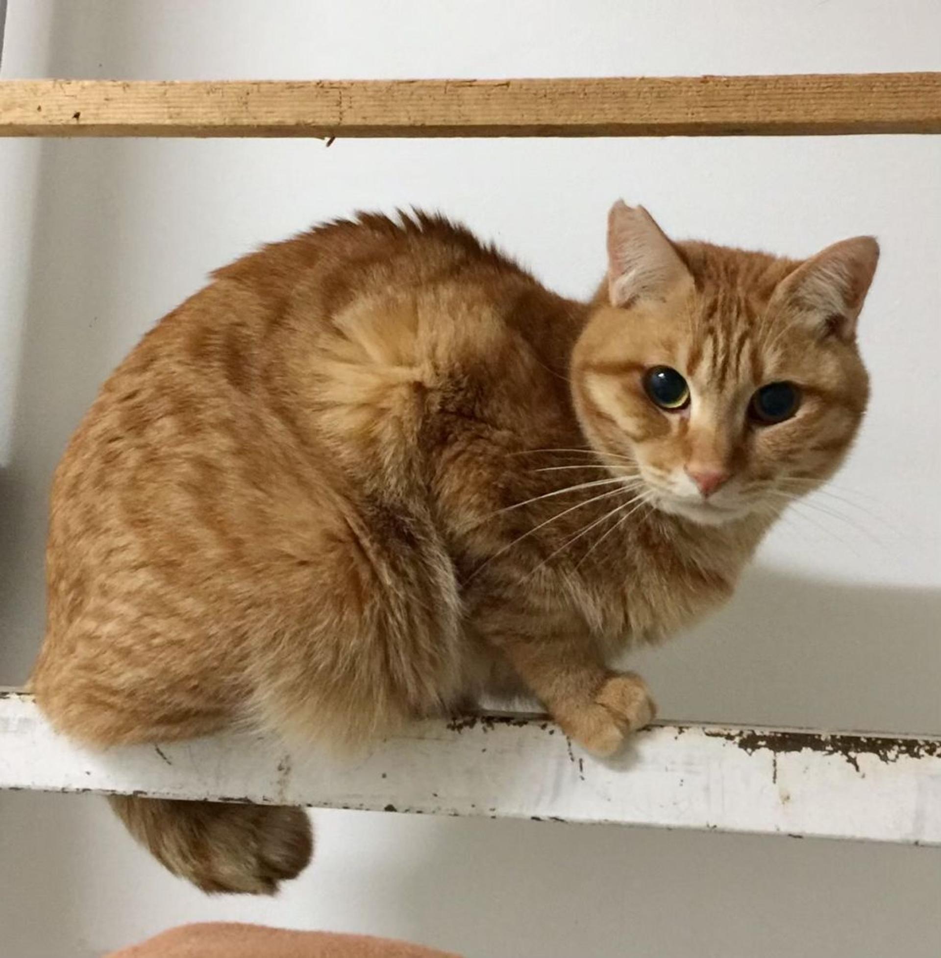 pet-image-4