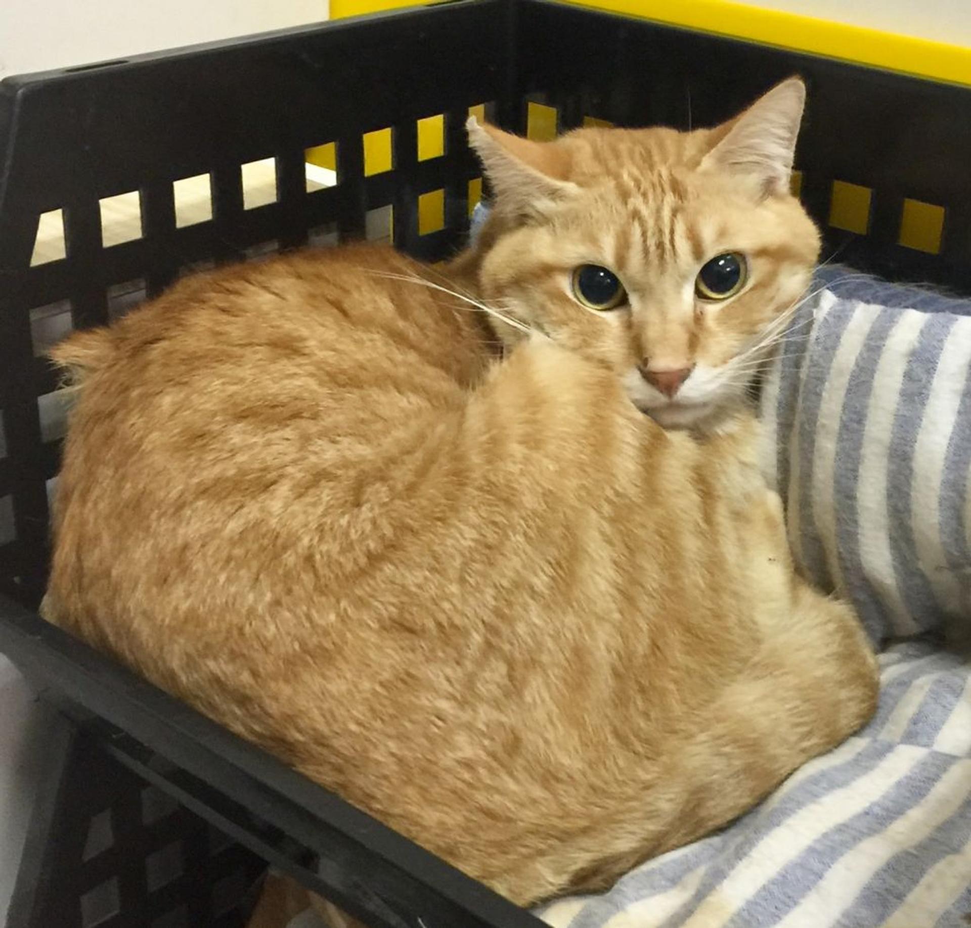 pet-image-8
