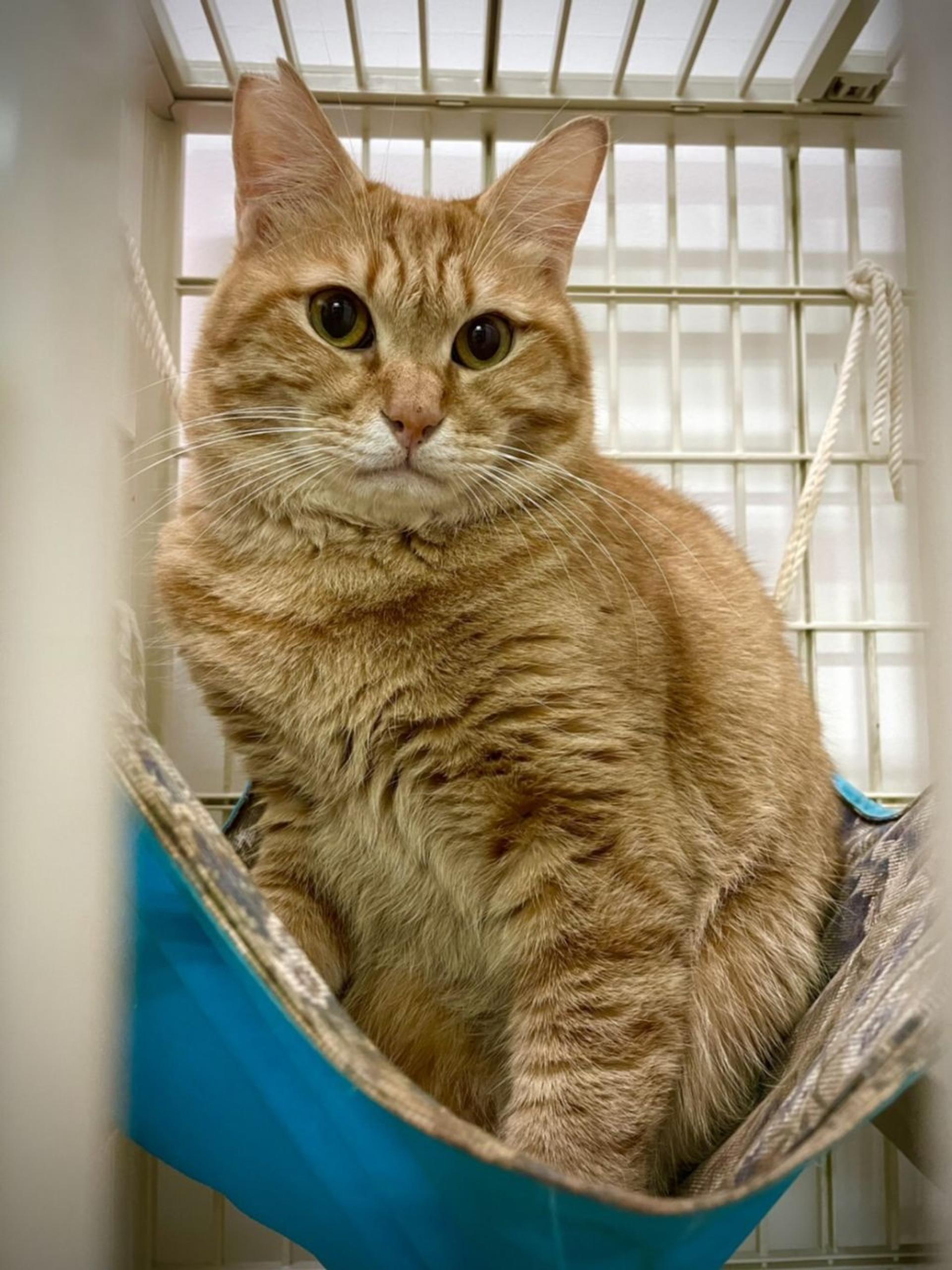 pet-image-2