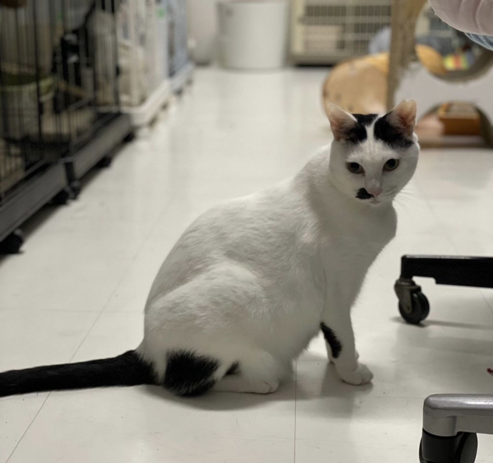雑種（ミックス猫）・メスの里親募集の写真