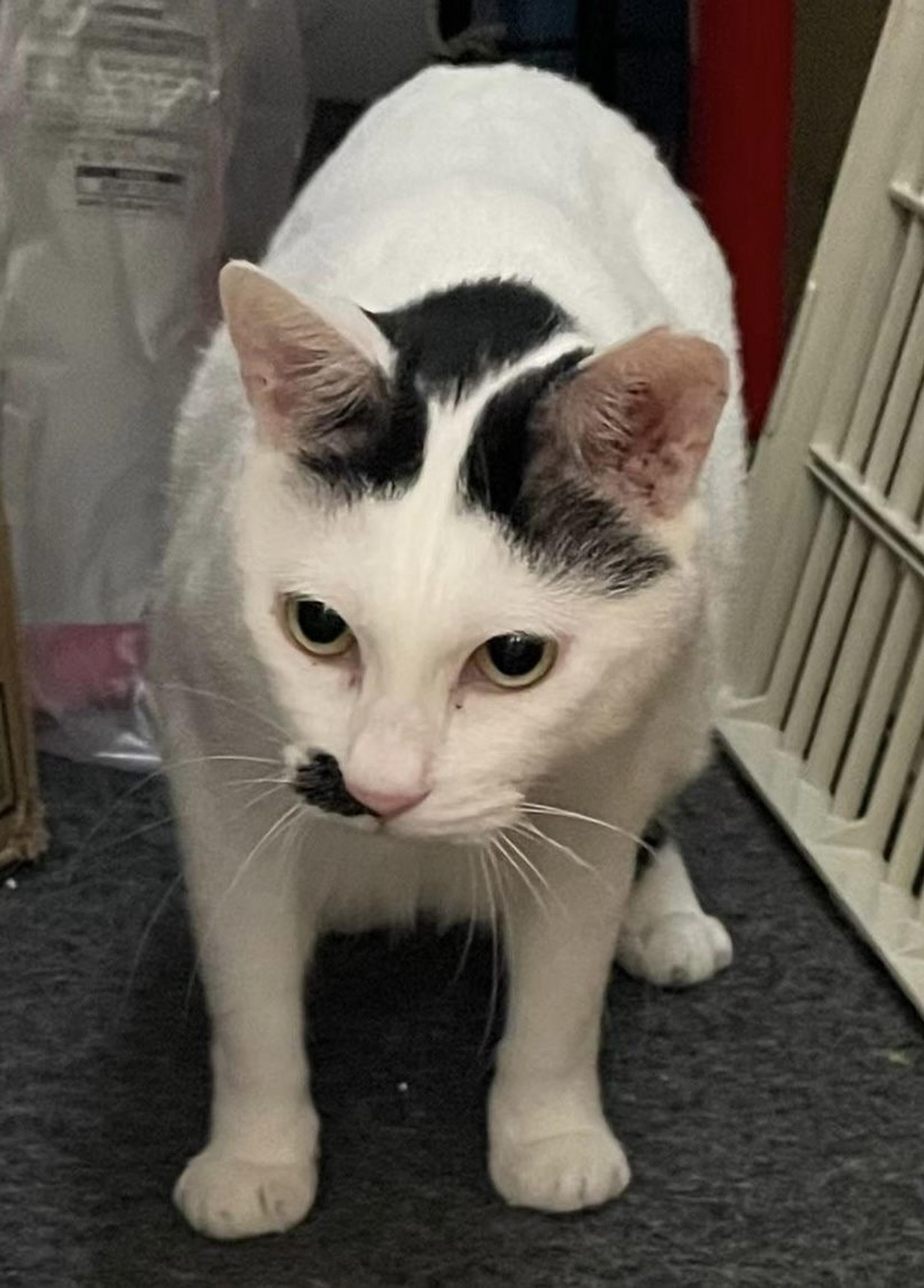 pet-image-9