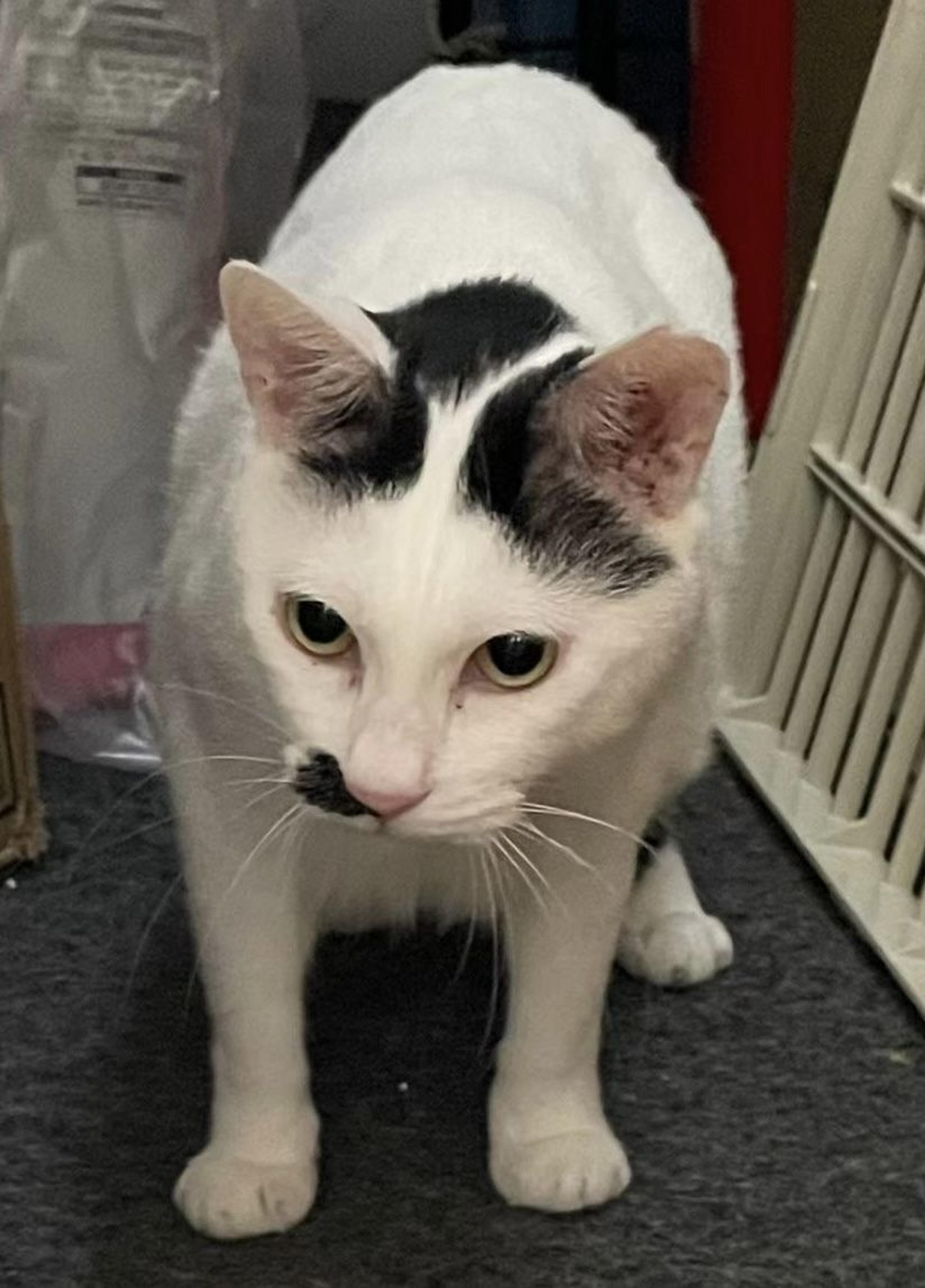 pet-image-9