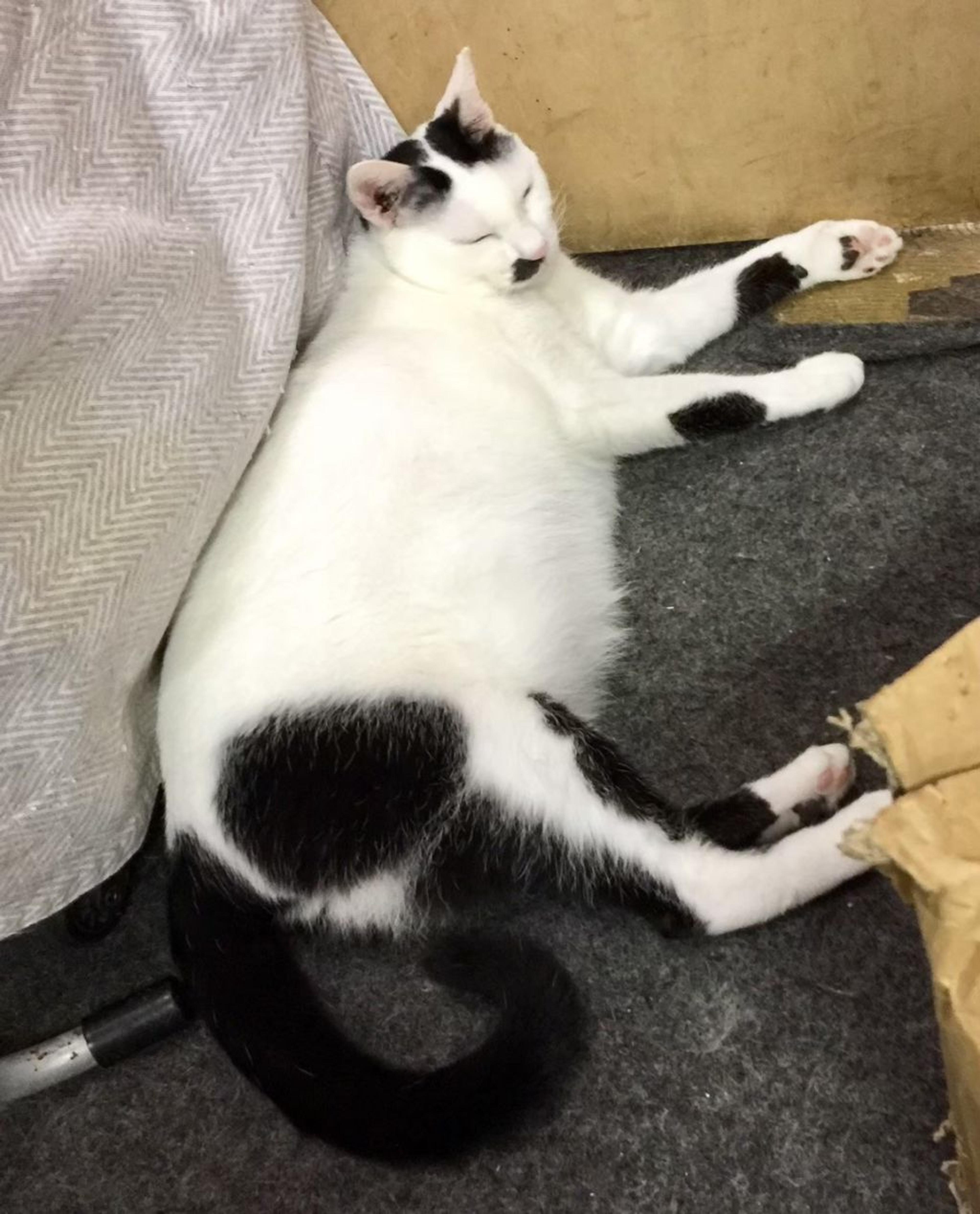 pet-image-10