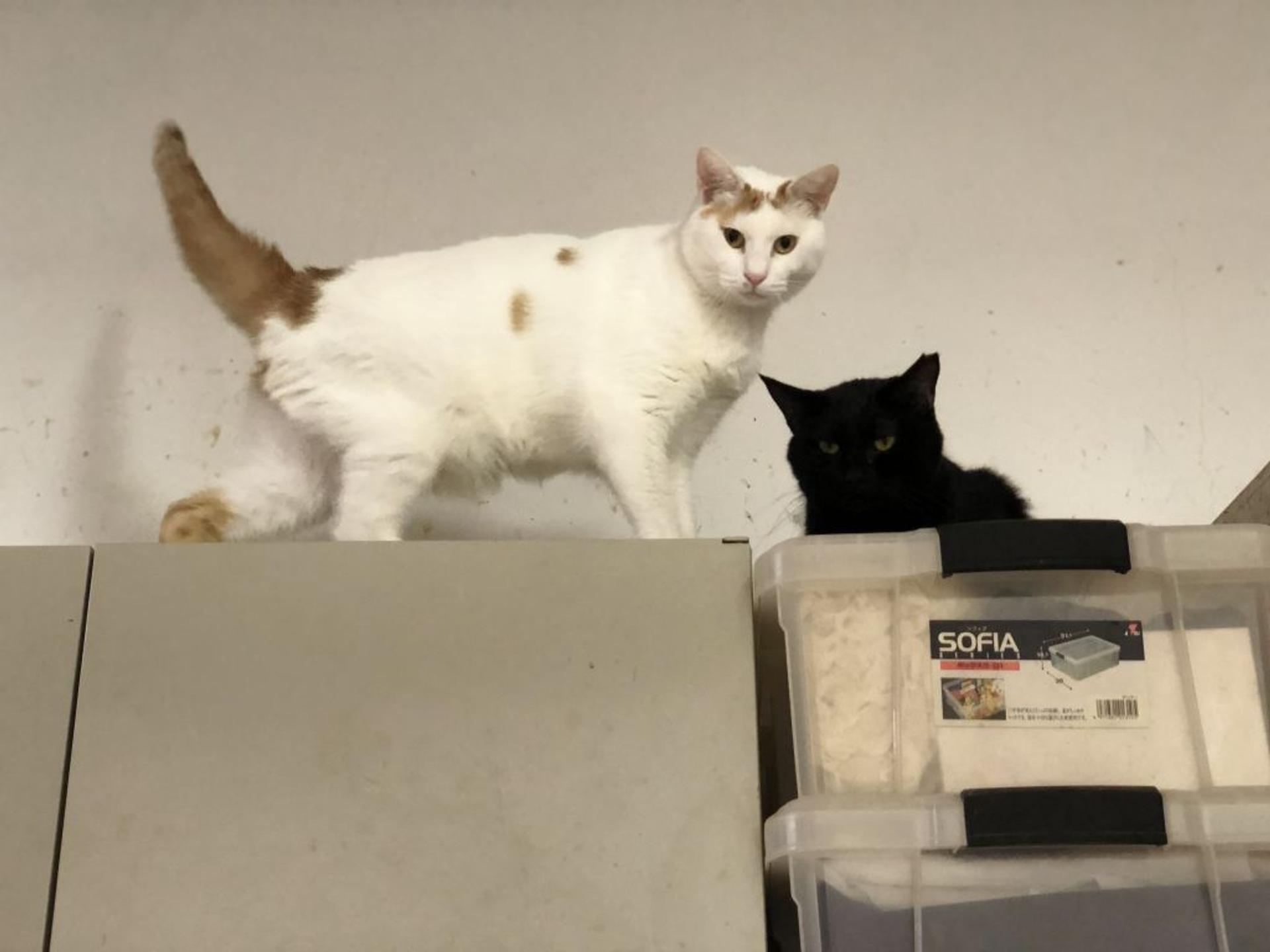 pet-image-8