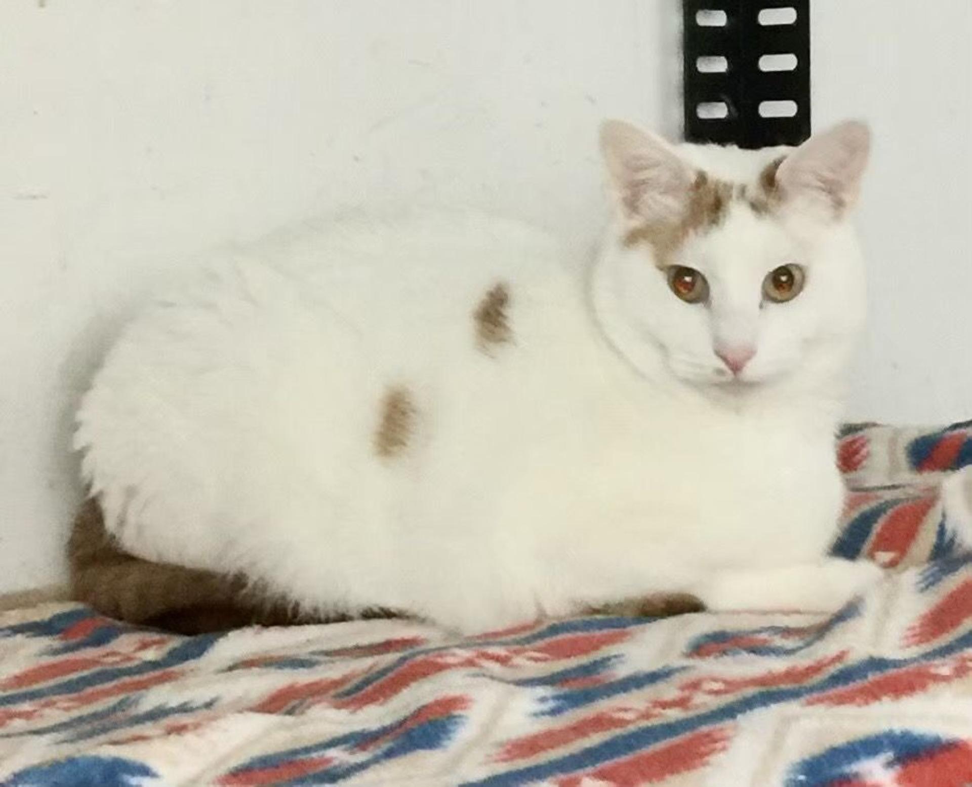 pet-image-5