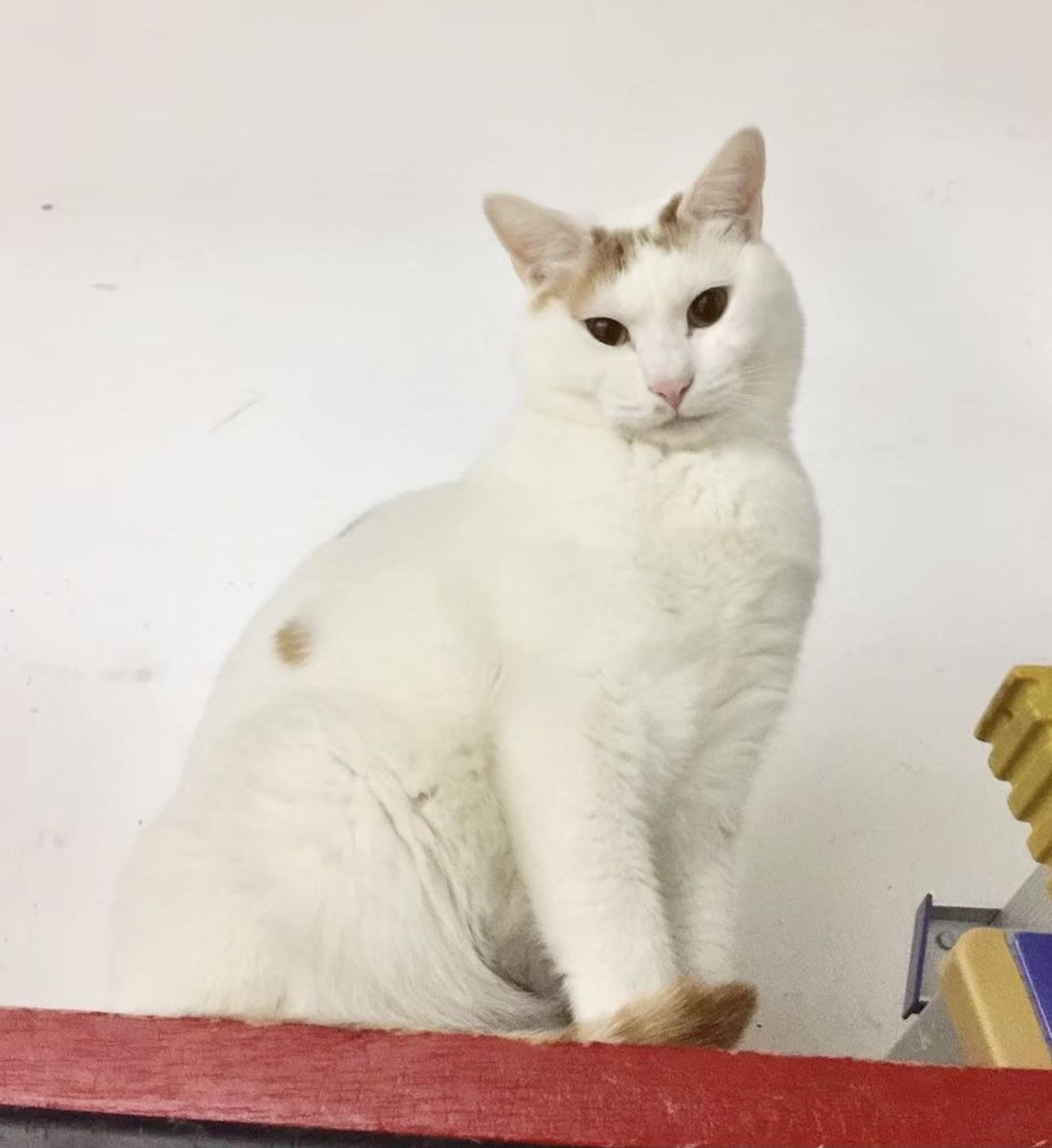 pet-image-9