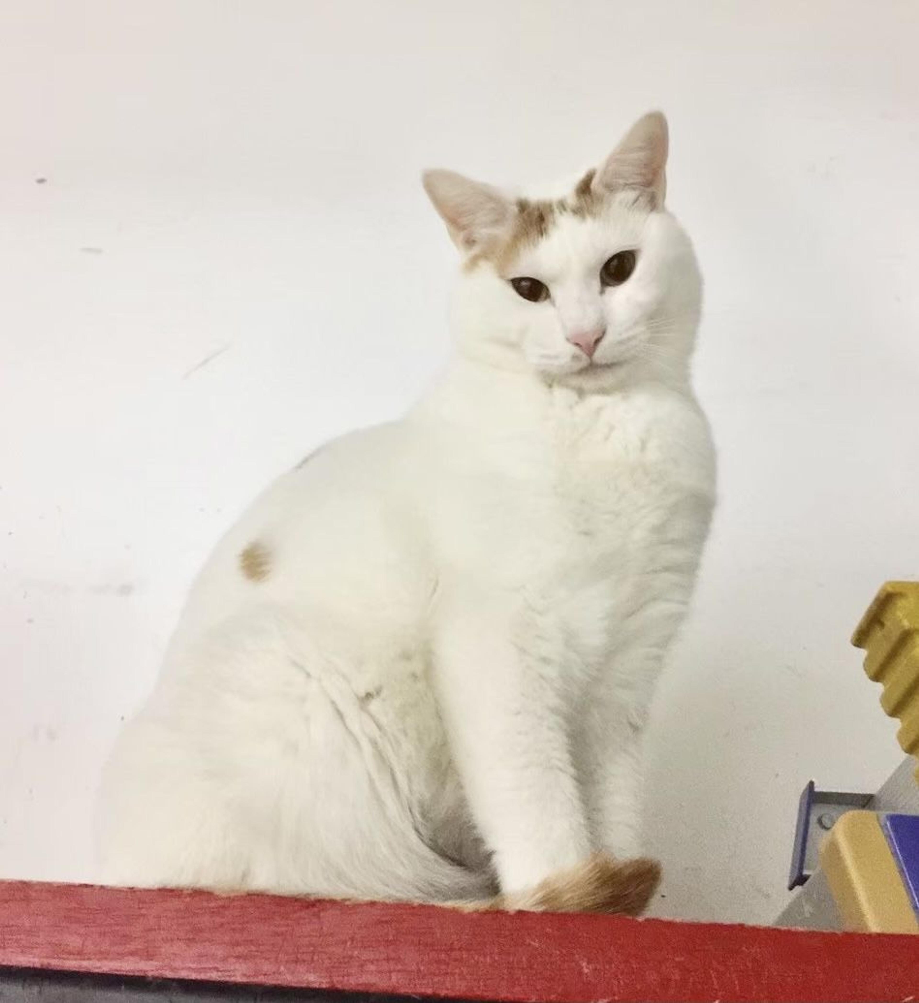 pet-image-9