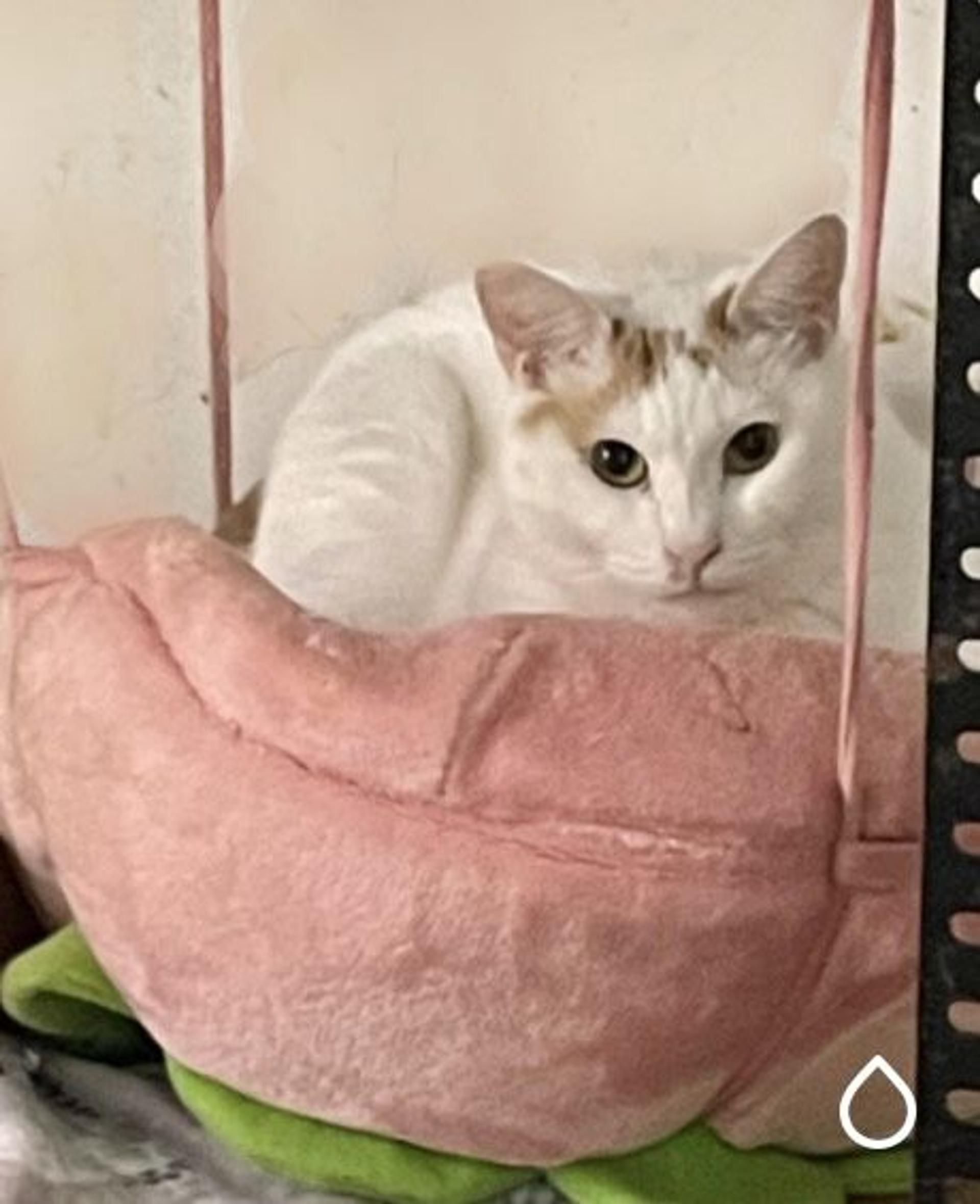 pet-image-6