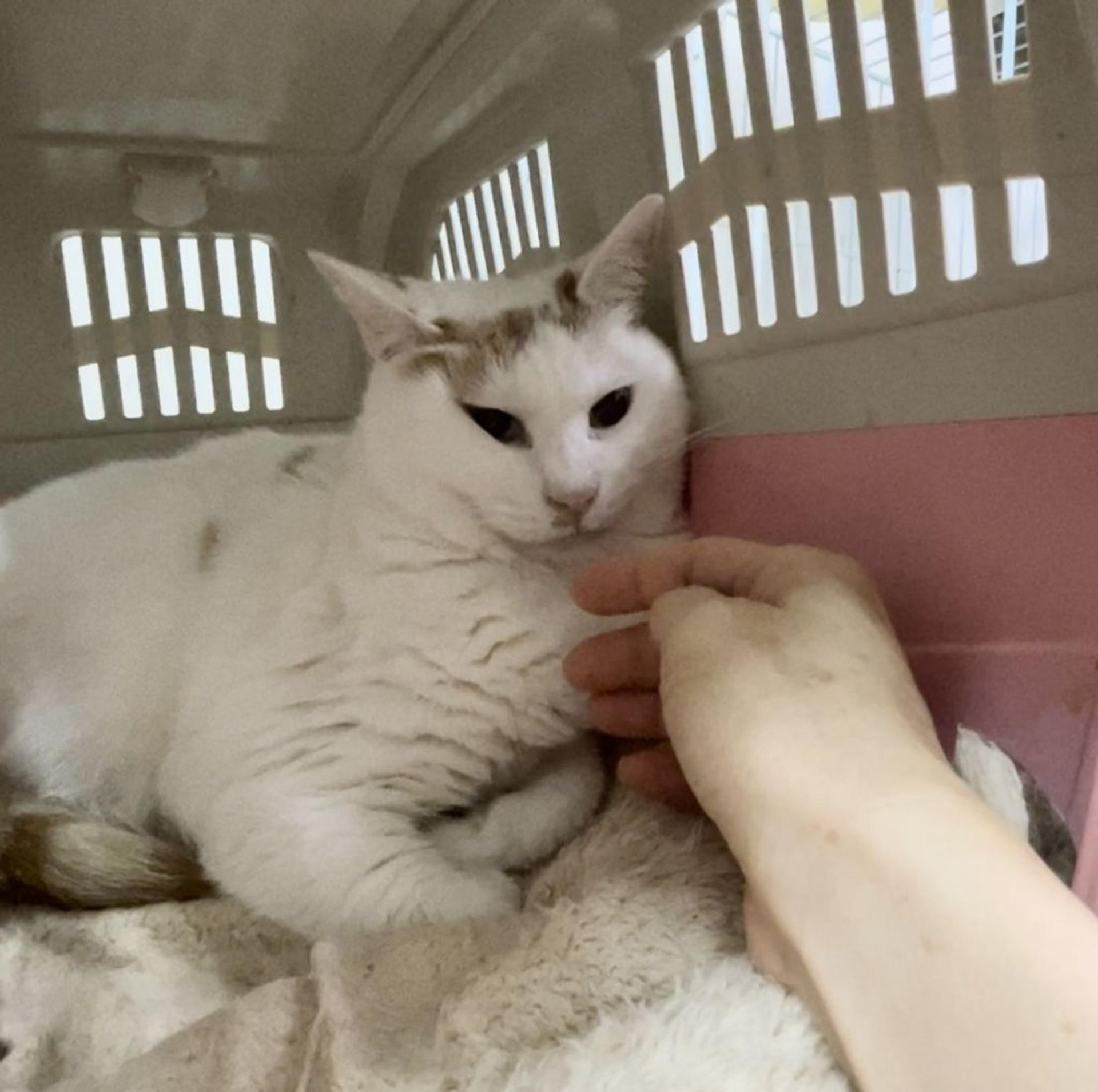 pet-image-7