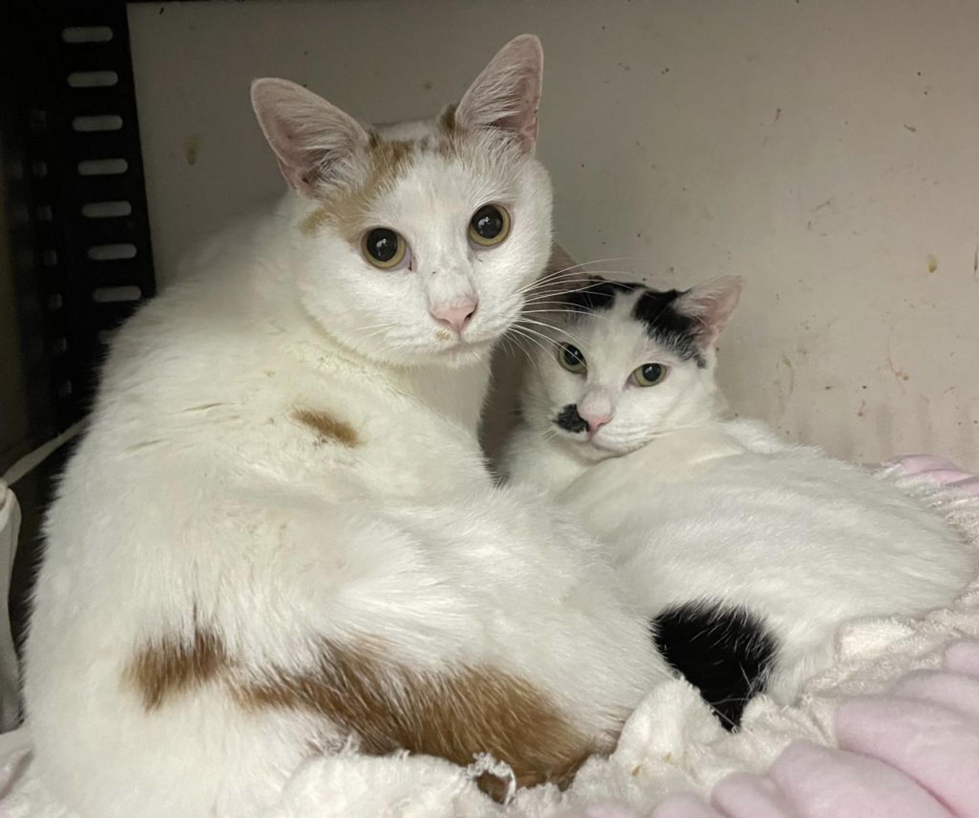 pet-image-4