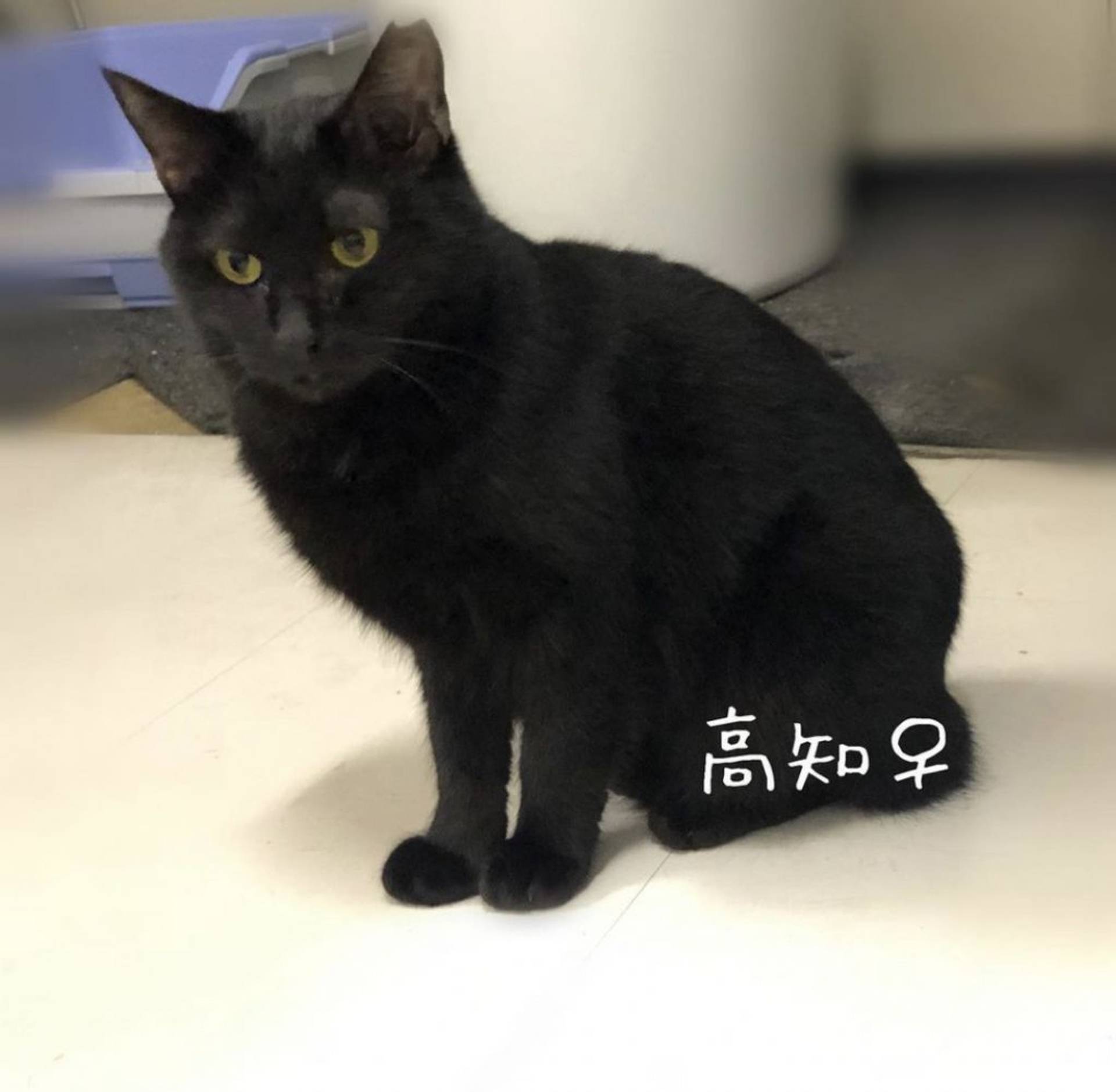 雑種（ミックス猫）・メスの里親募集の写真