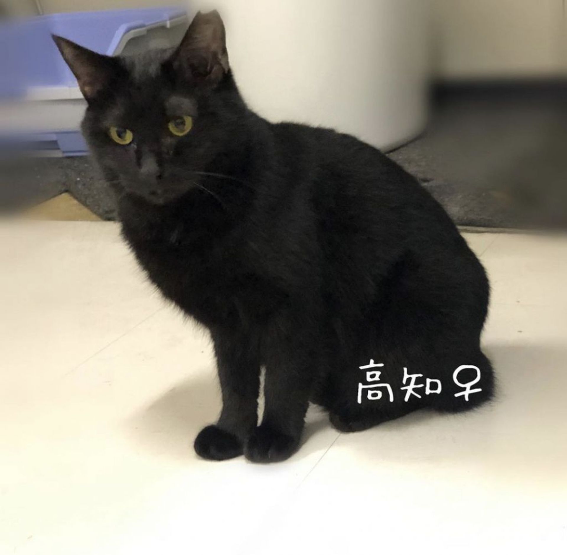 雑種（ミックス猫）・メスの里親募集の写真