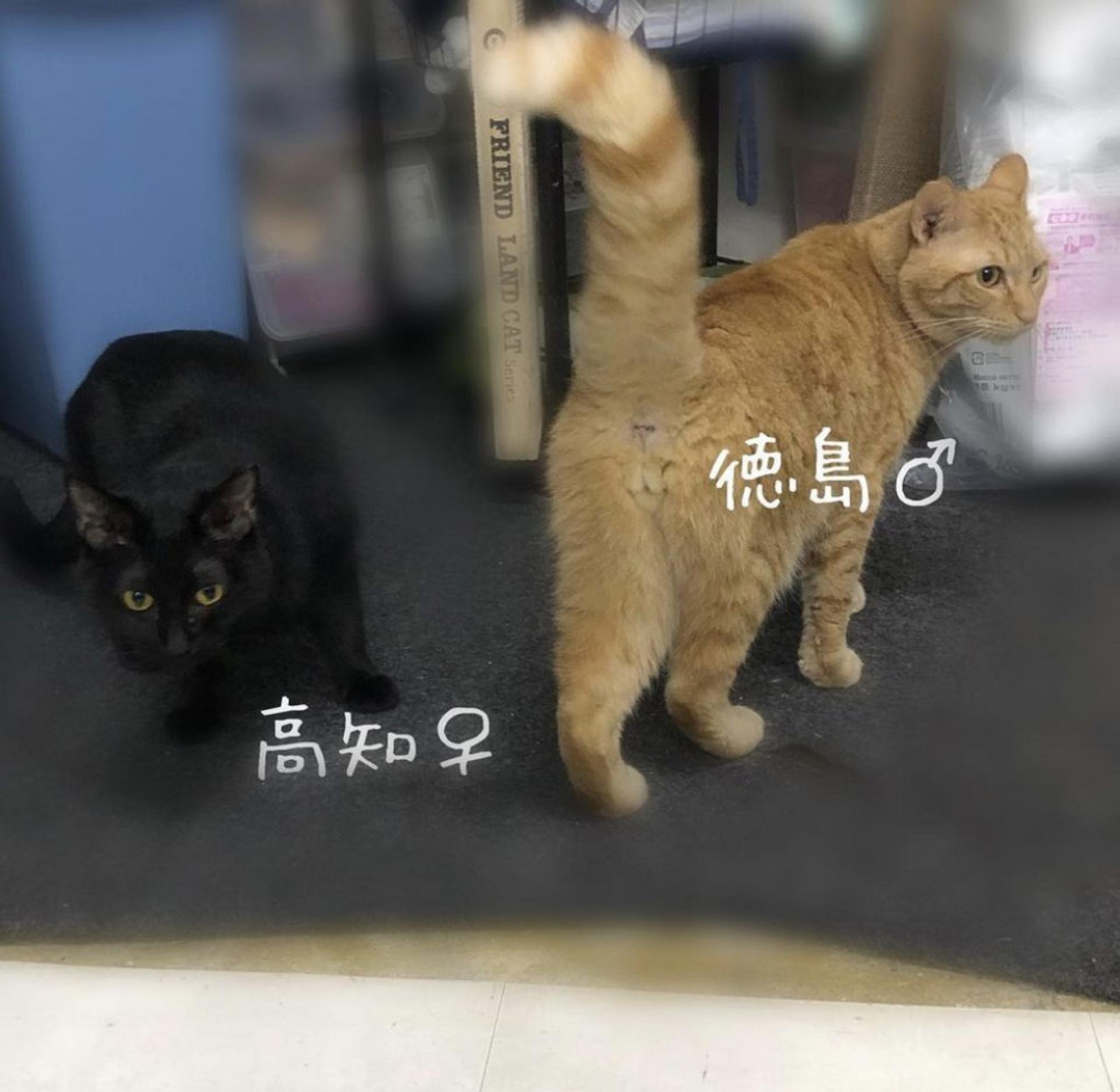 pet-image-2