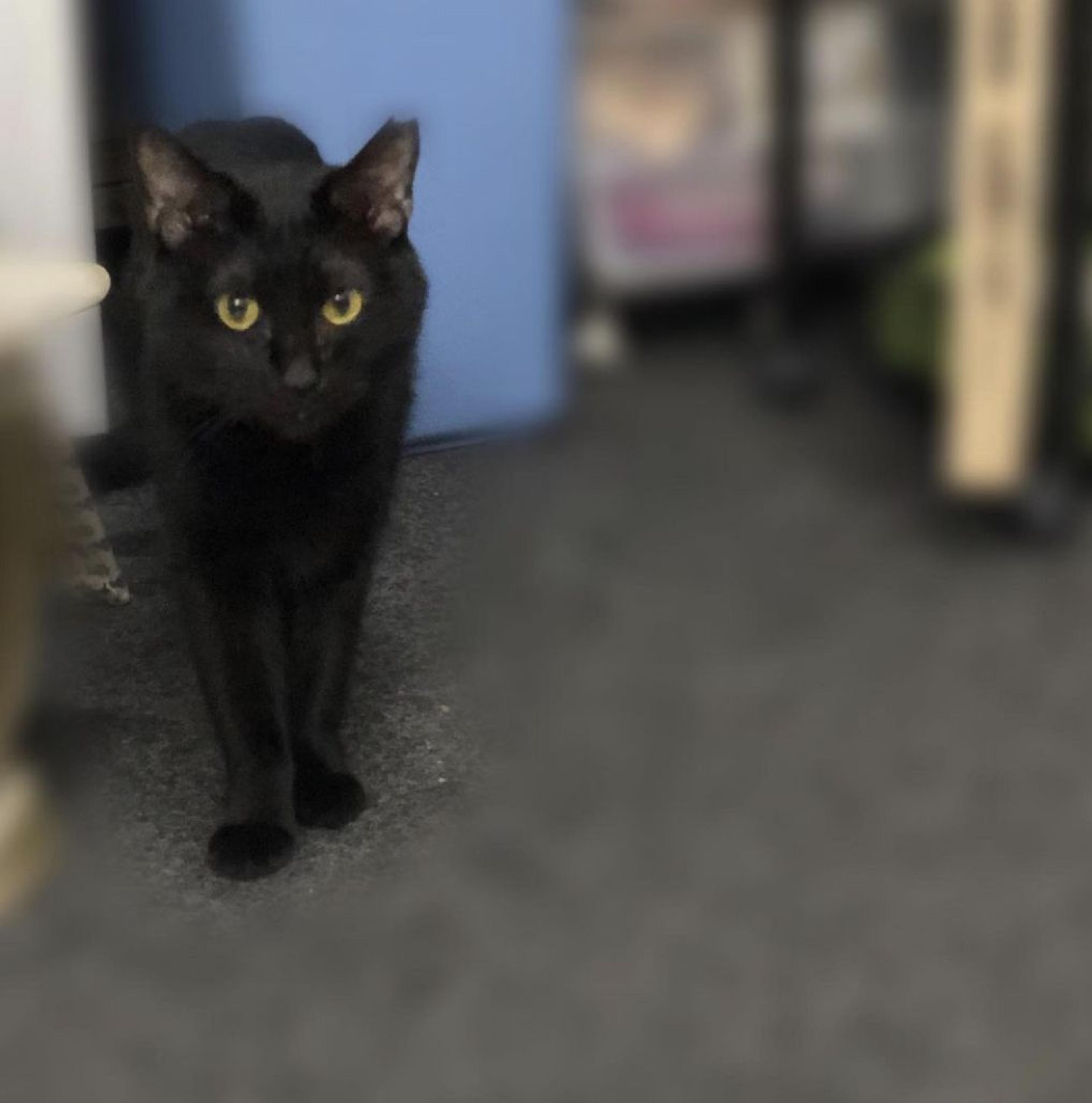 pet-image-3