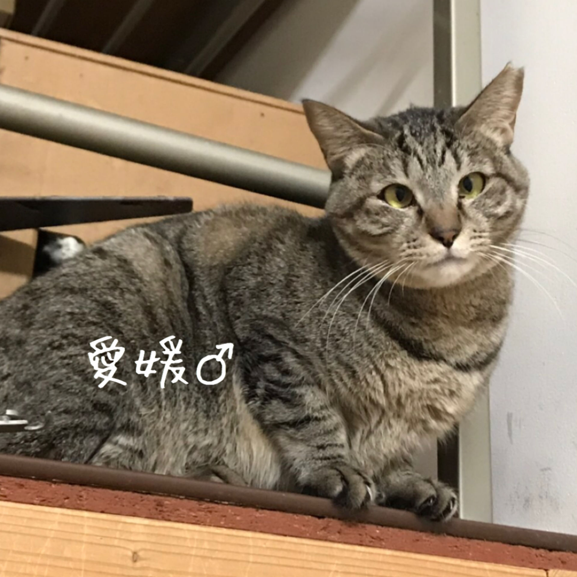 雑種（ミックス猫）・メスの里親募集の写真