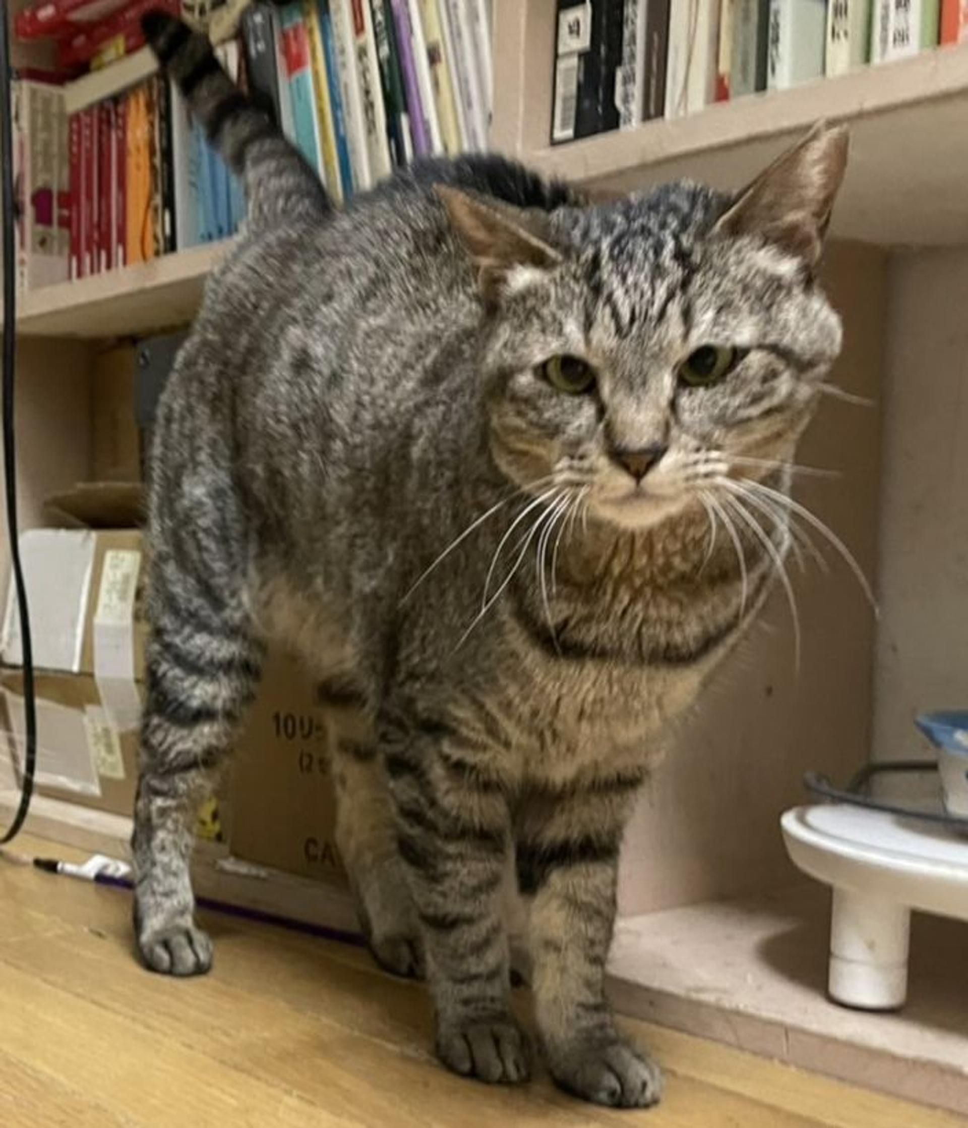 pet-image-2
