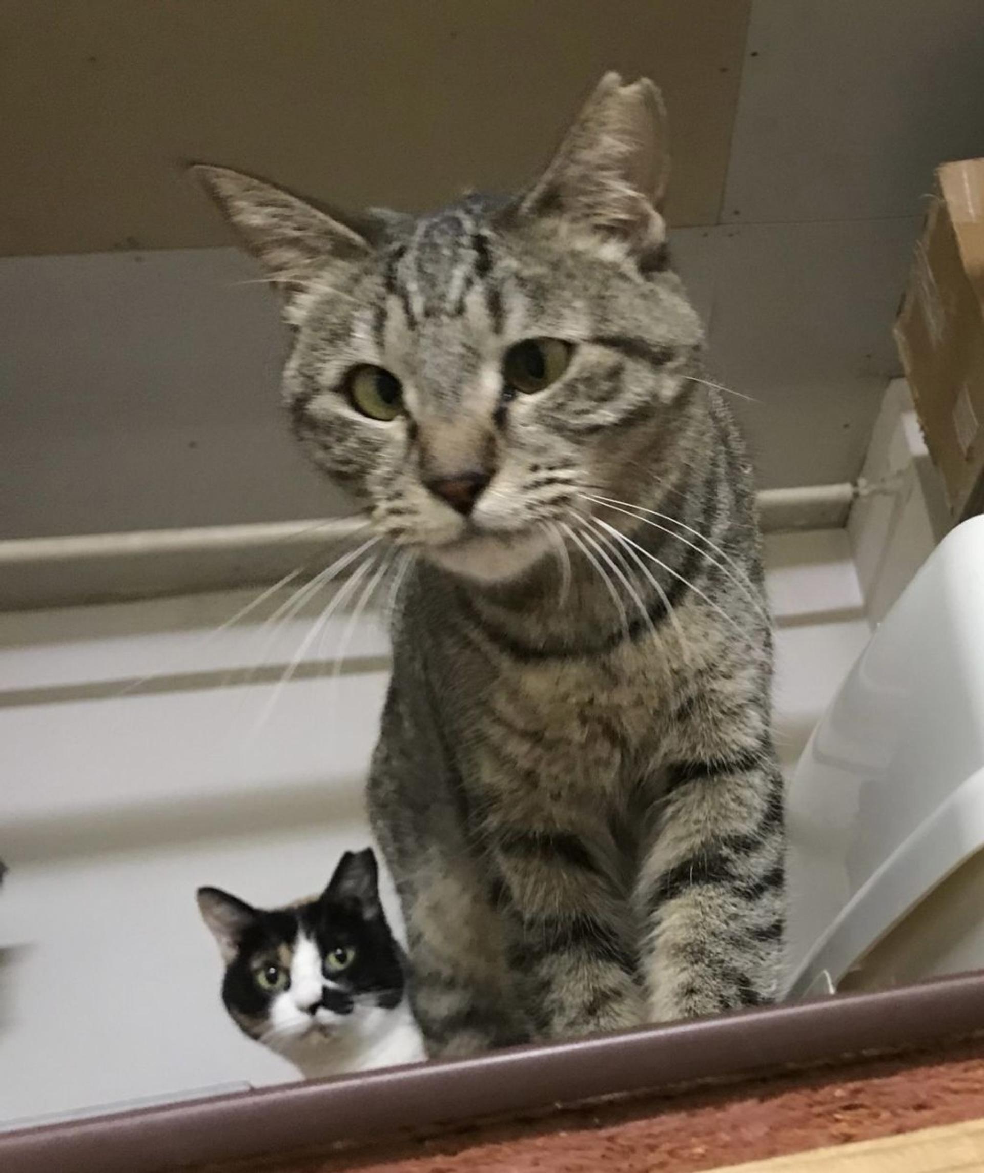 pet-image-8