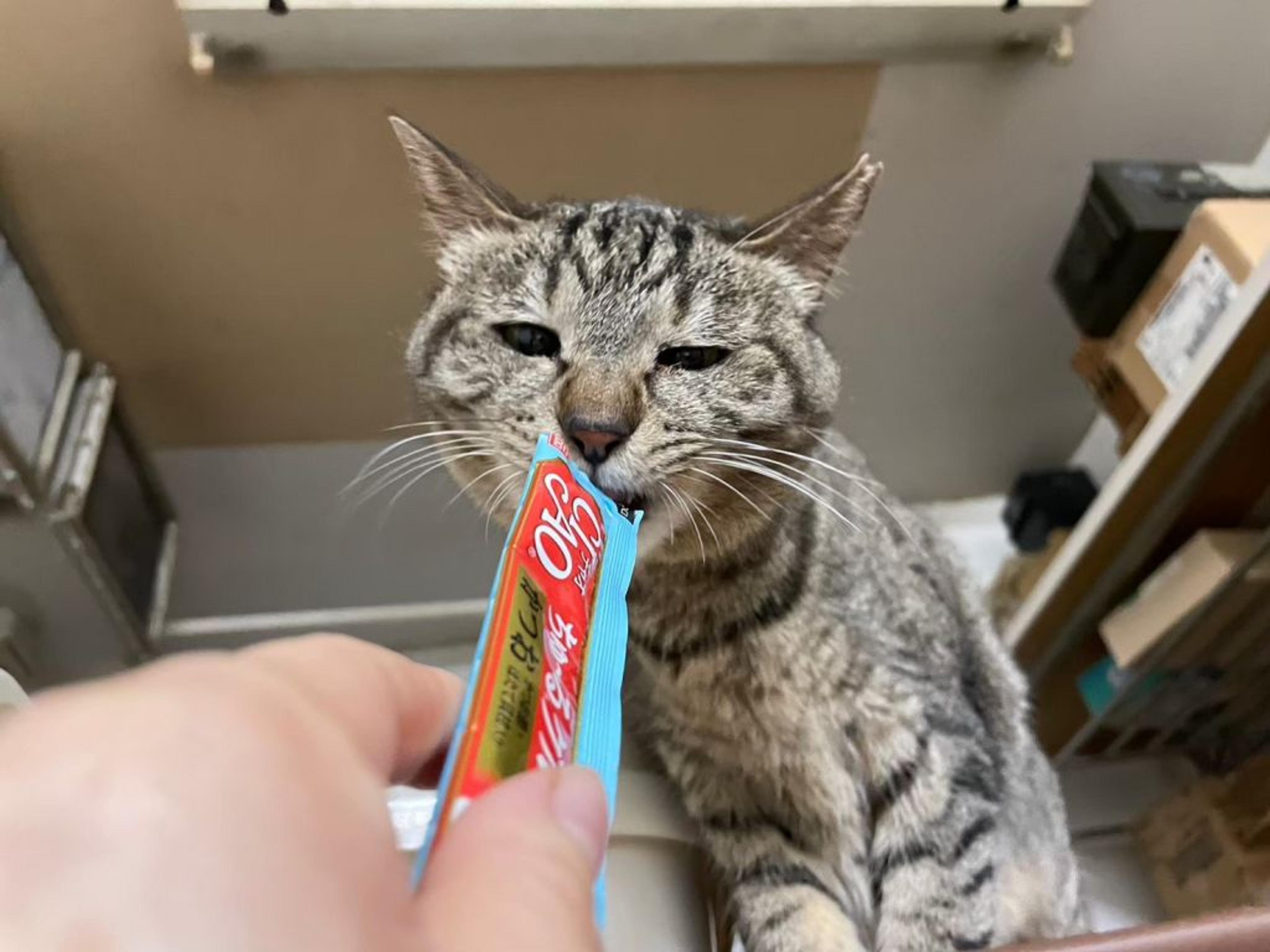 pet-image-4