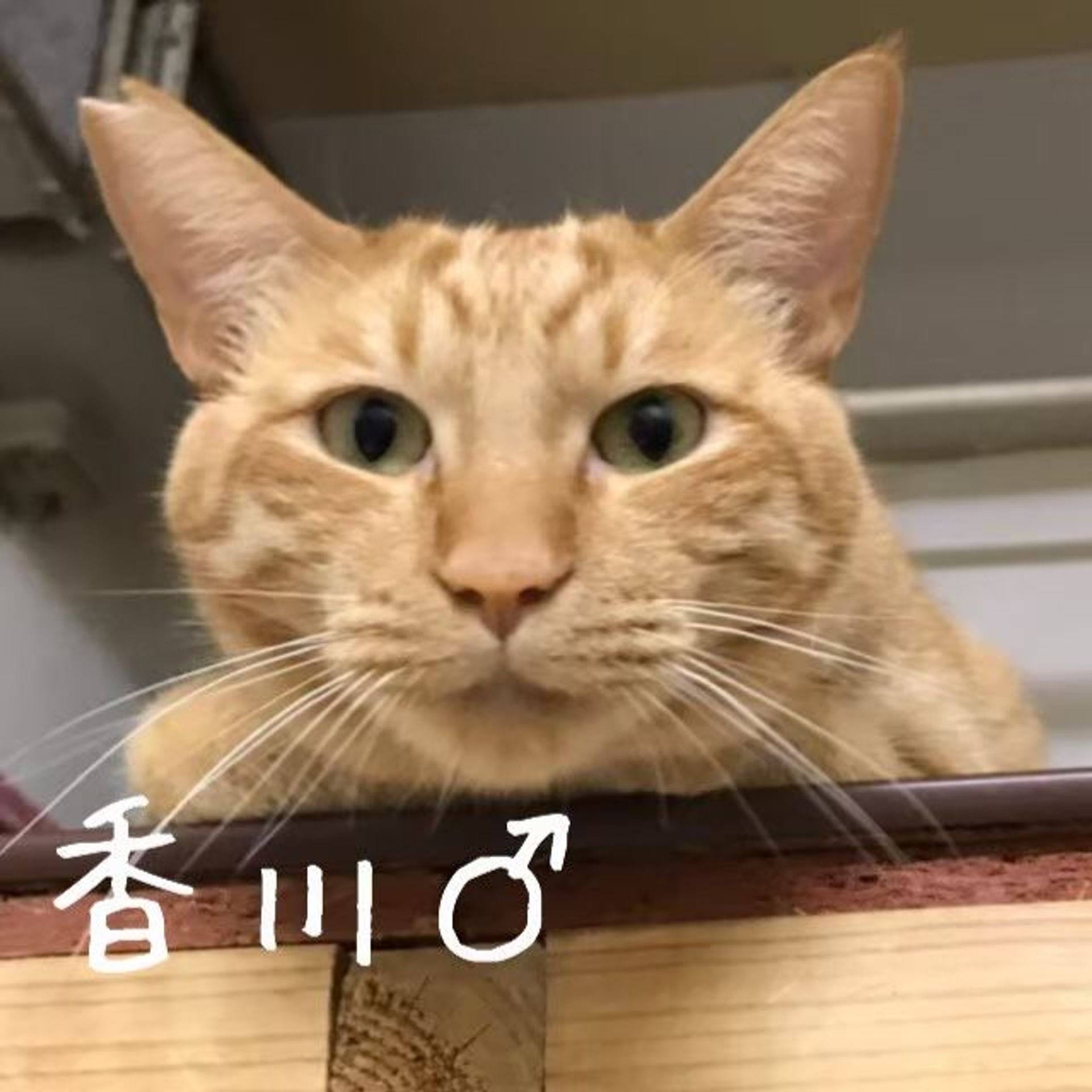 雑種（ミックス猫）・オスの里親募集の写真