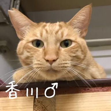 香川