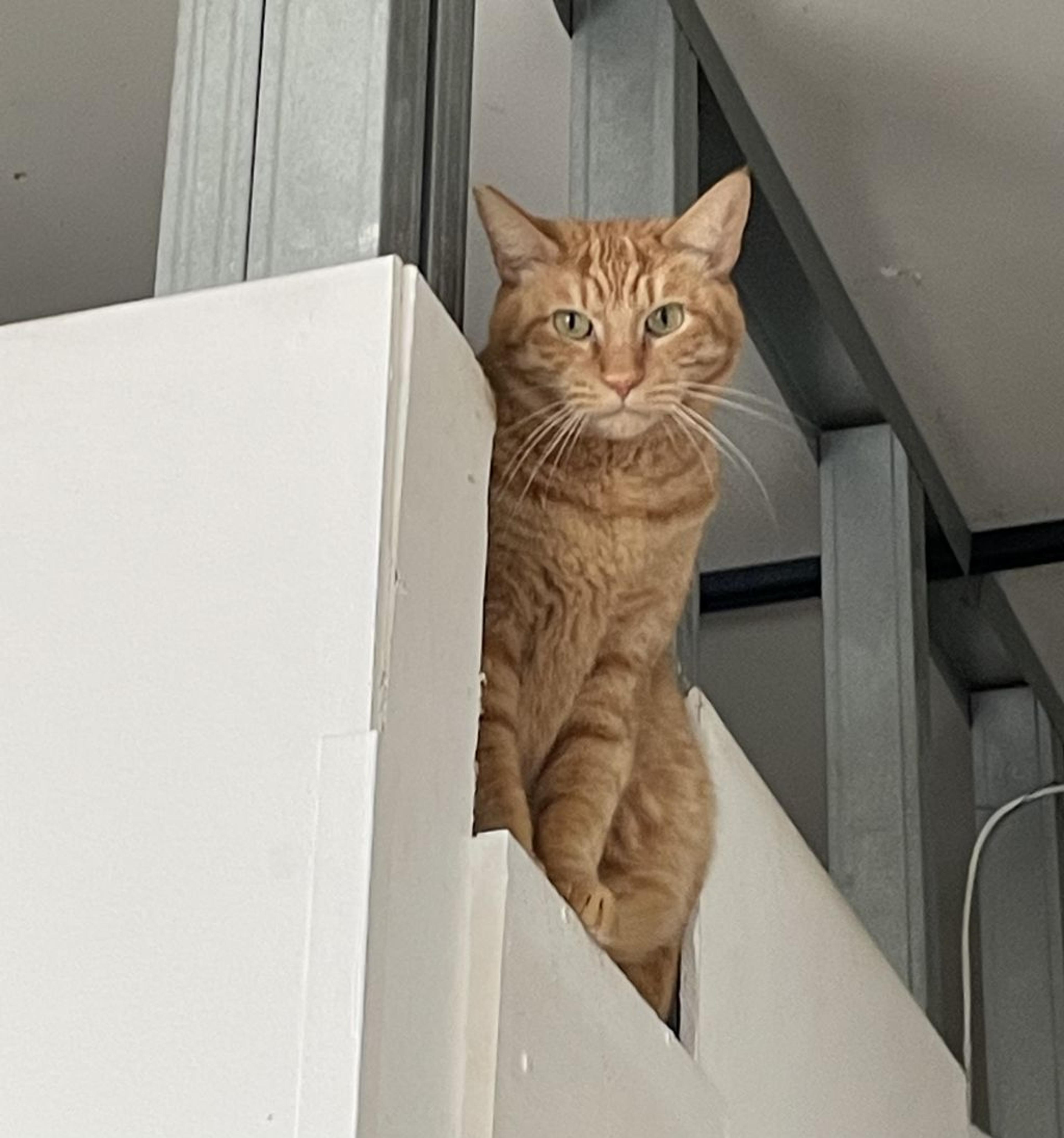 pet-image-2